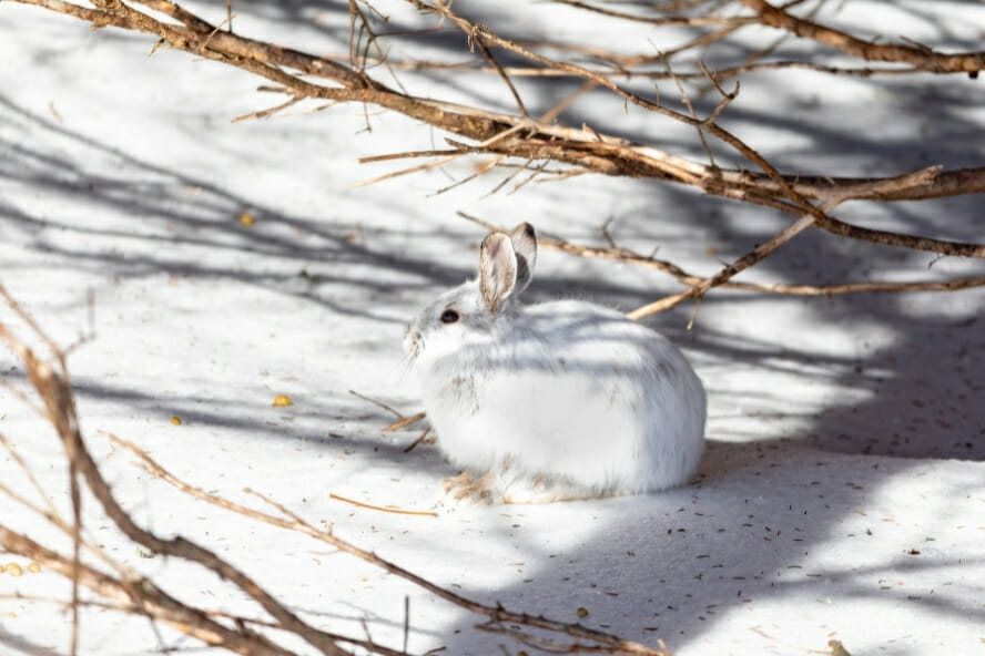 sentier d'empreintes de lapin ou de lièvre. empreintes de pattes de lapin  sur la neige.
