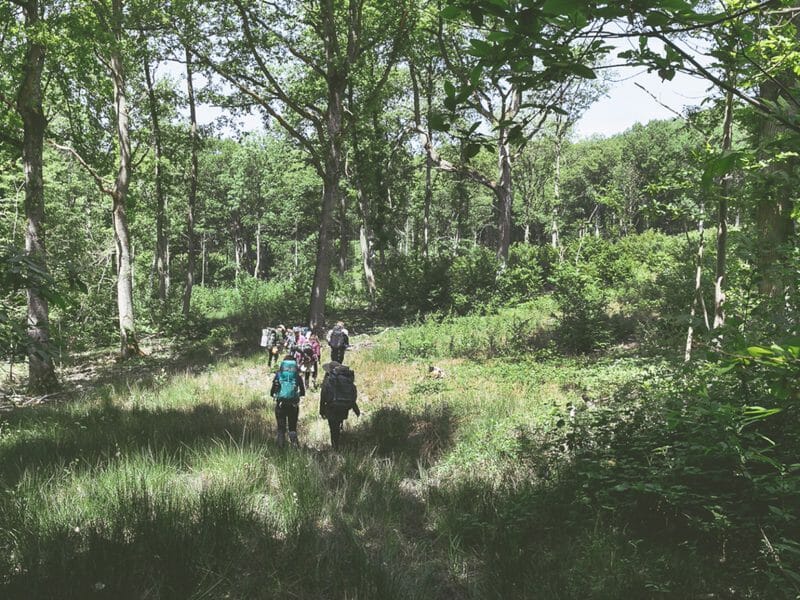 cinq personnes de dos randonnent dans la forêt