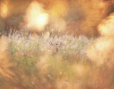 un cerf brame dans un champ