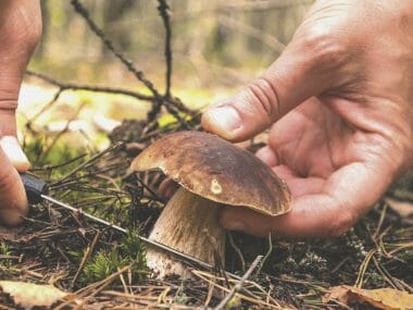 Tous les meilleurs conseils pour la cueillette des champignons