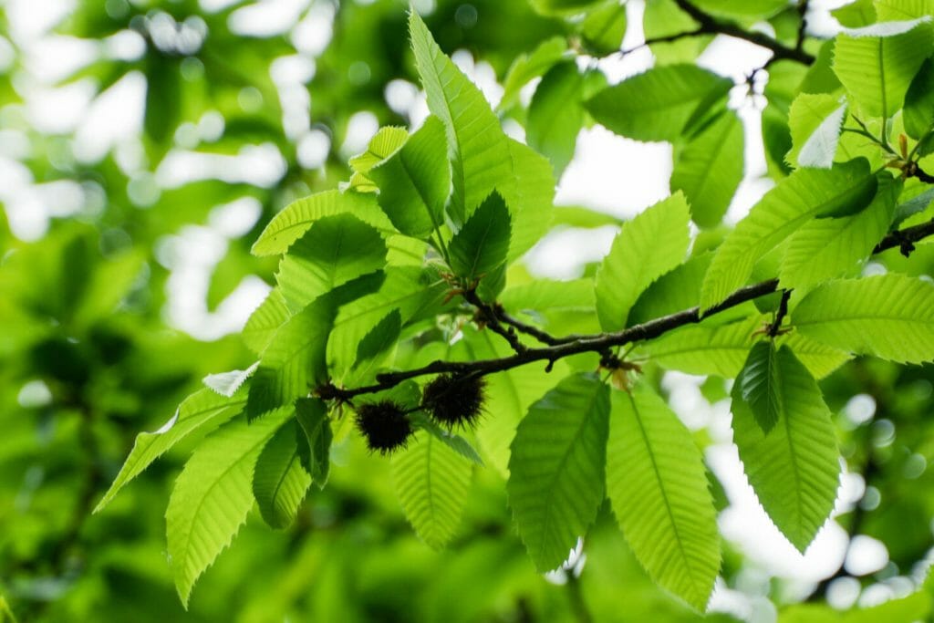 comment reconnaître un arbre à ses feuilles