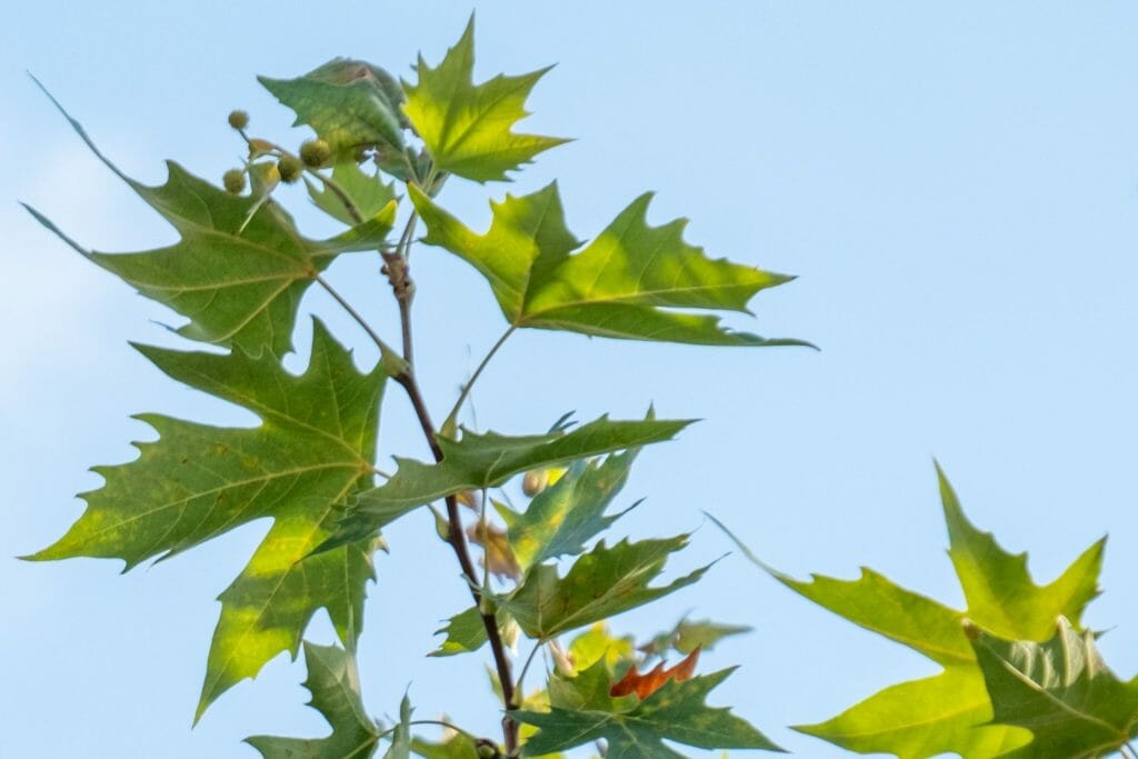 comment reconnaître un arbre à ses feuilles