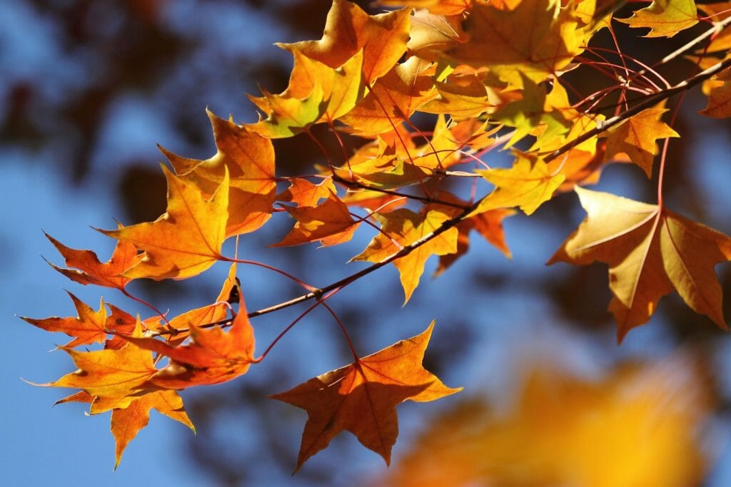 comment reconnaître un arbre à ses feuilles