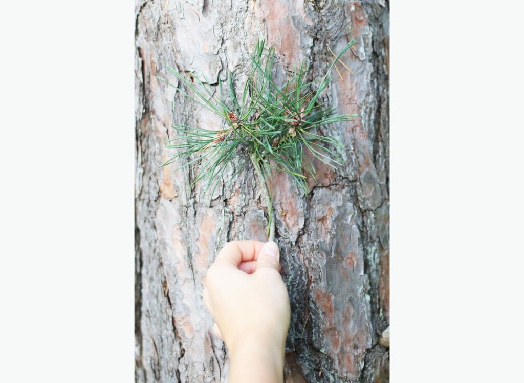 comment reconnaître un arbre à ses feuilles