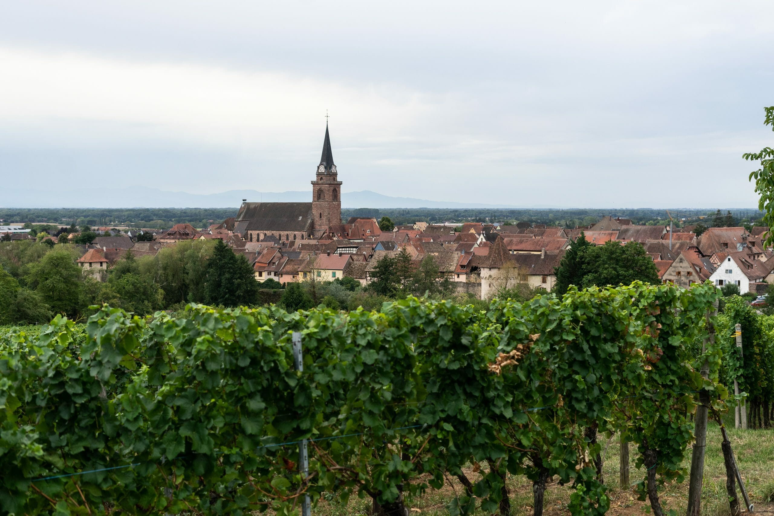 route vins Alsace vélo