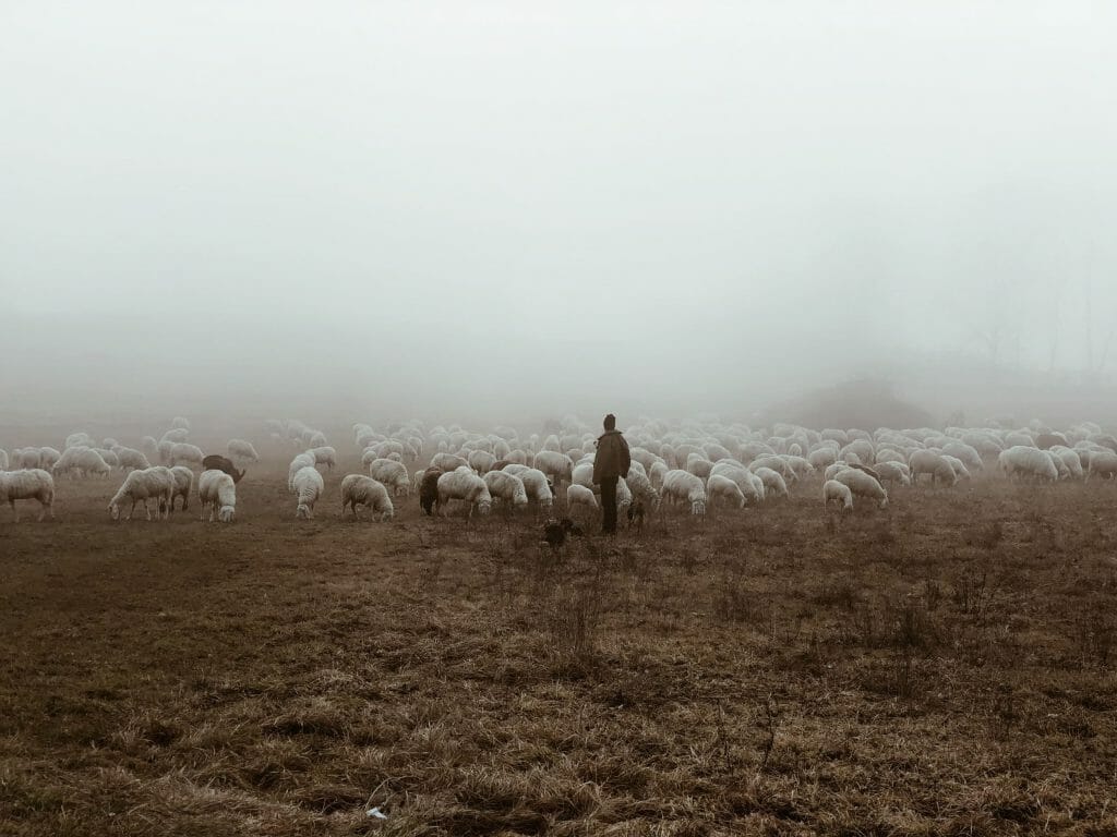 berger mouton brouillard