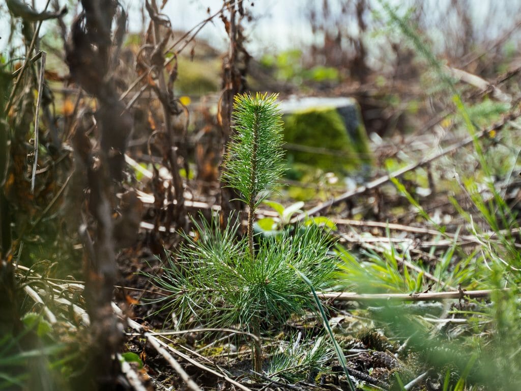 Pour quel métier du bois êtes vous fait