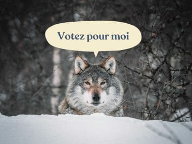 Pour ou contre le retour du loup en France ?