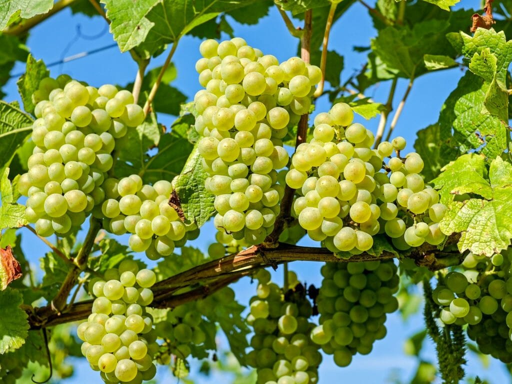 vignes