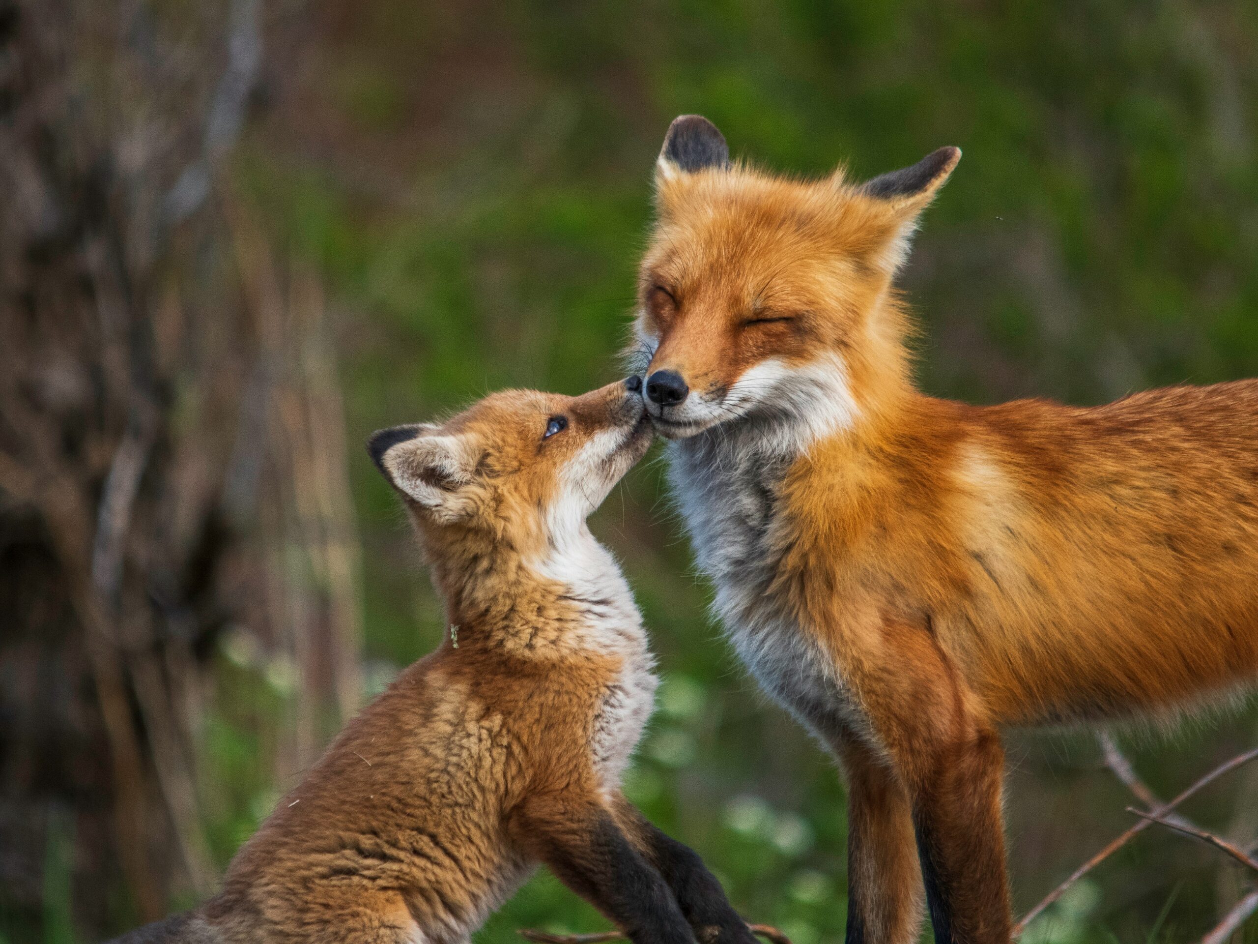 Renard