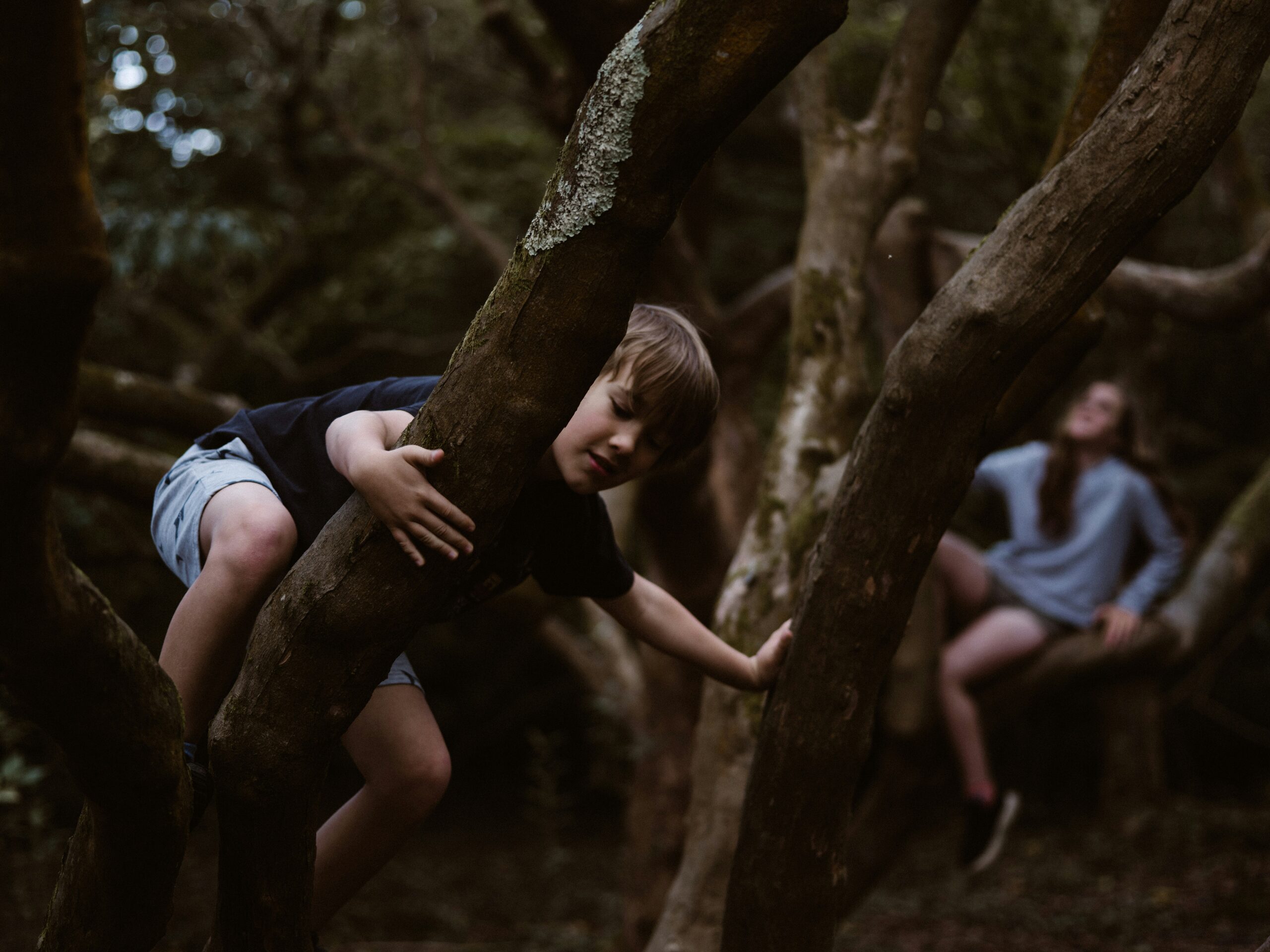 Jouer dans les arbres