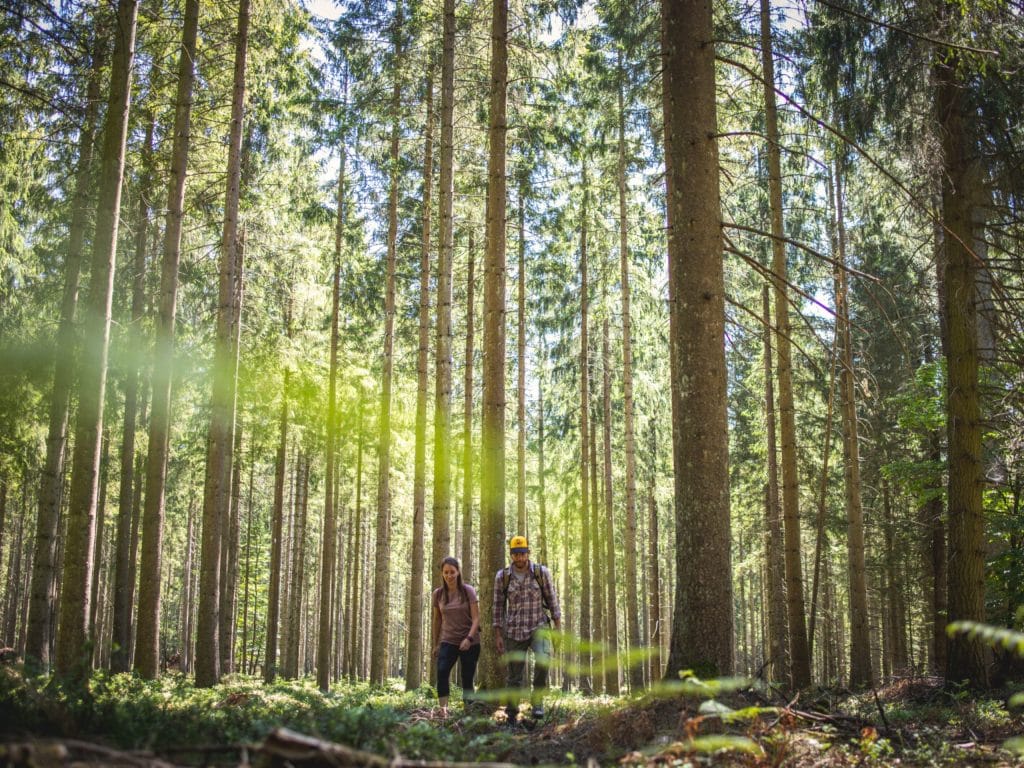 Rando dans les bois