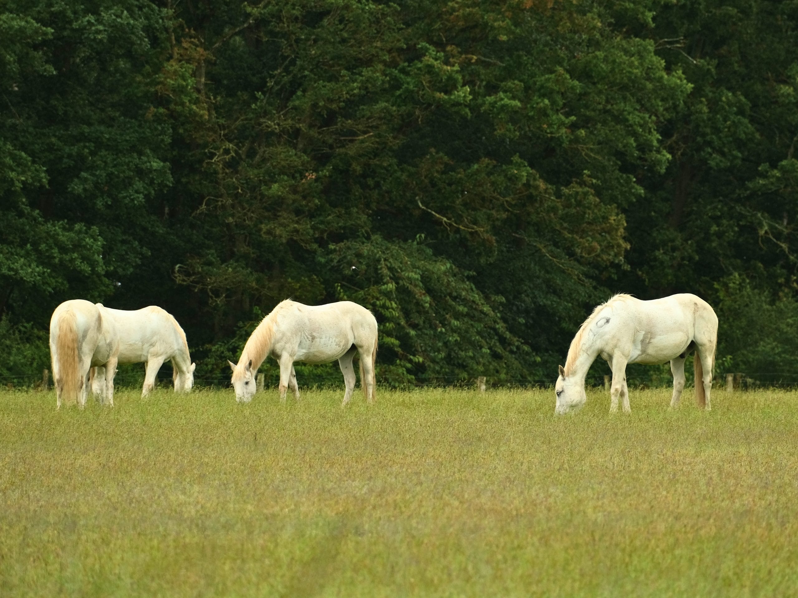 Chevaux dans le pré