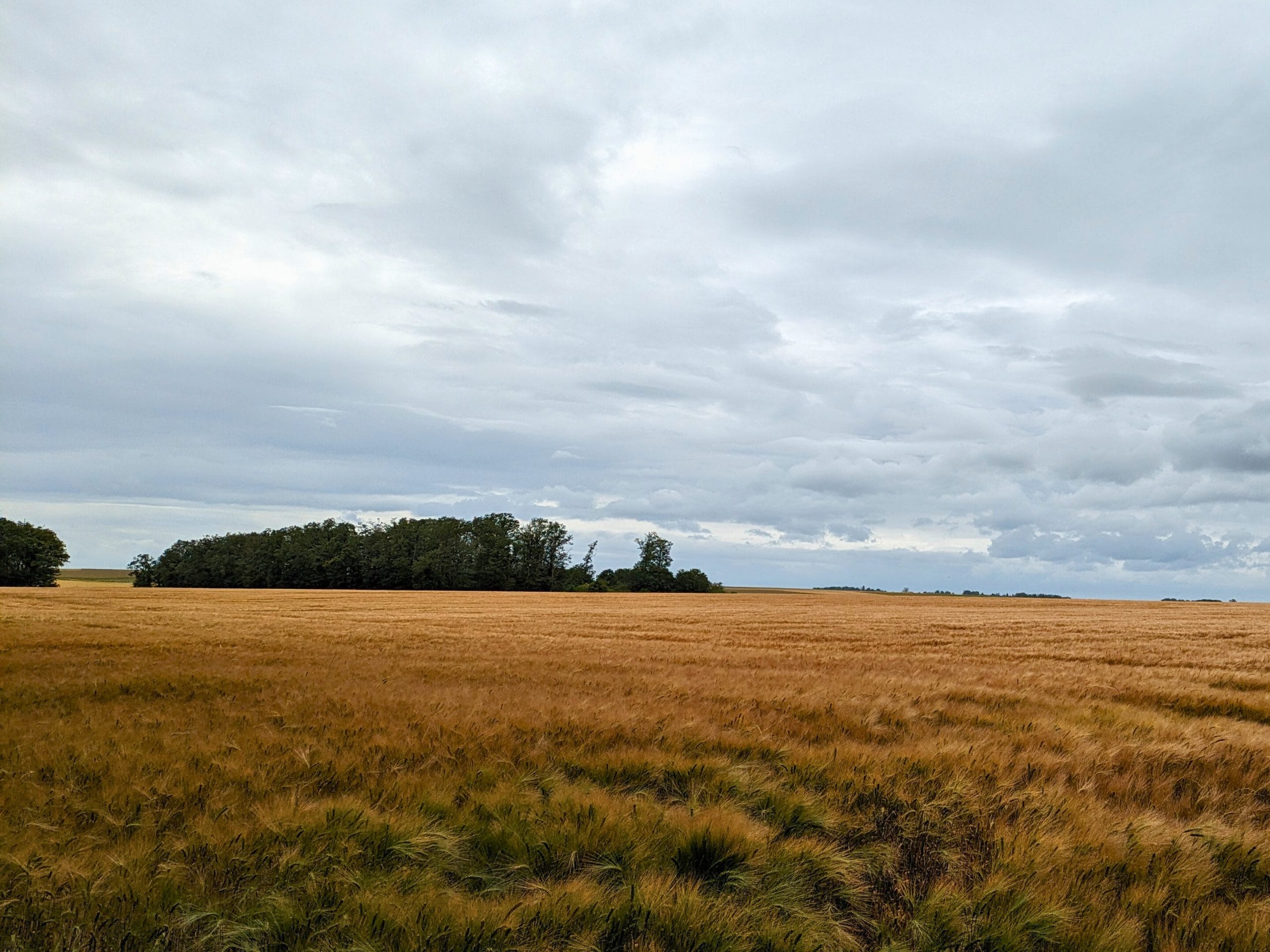 Dans les champs agricoles