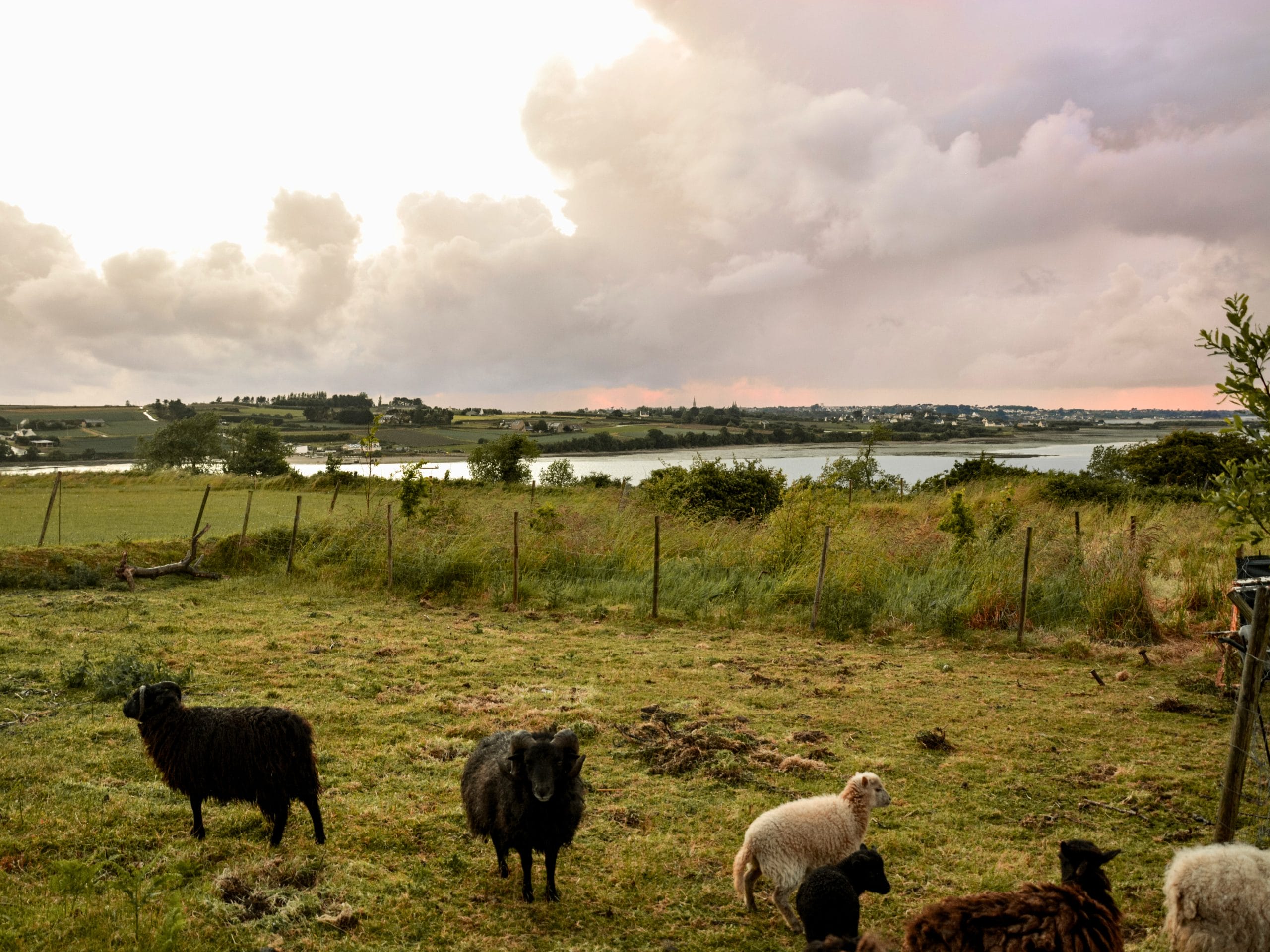 Vue extérieure sur les moutons