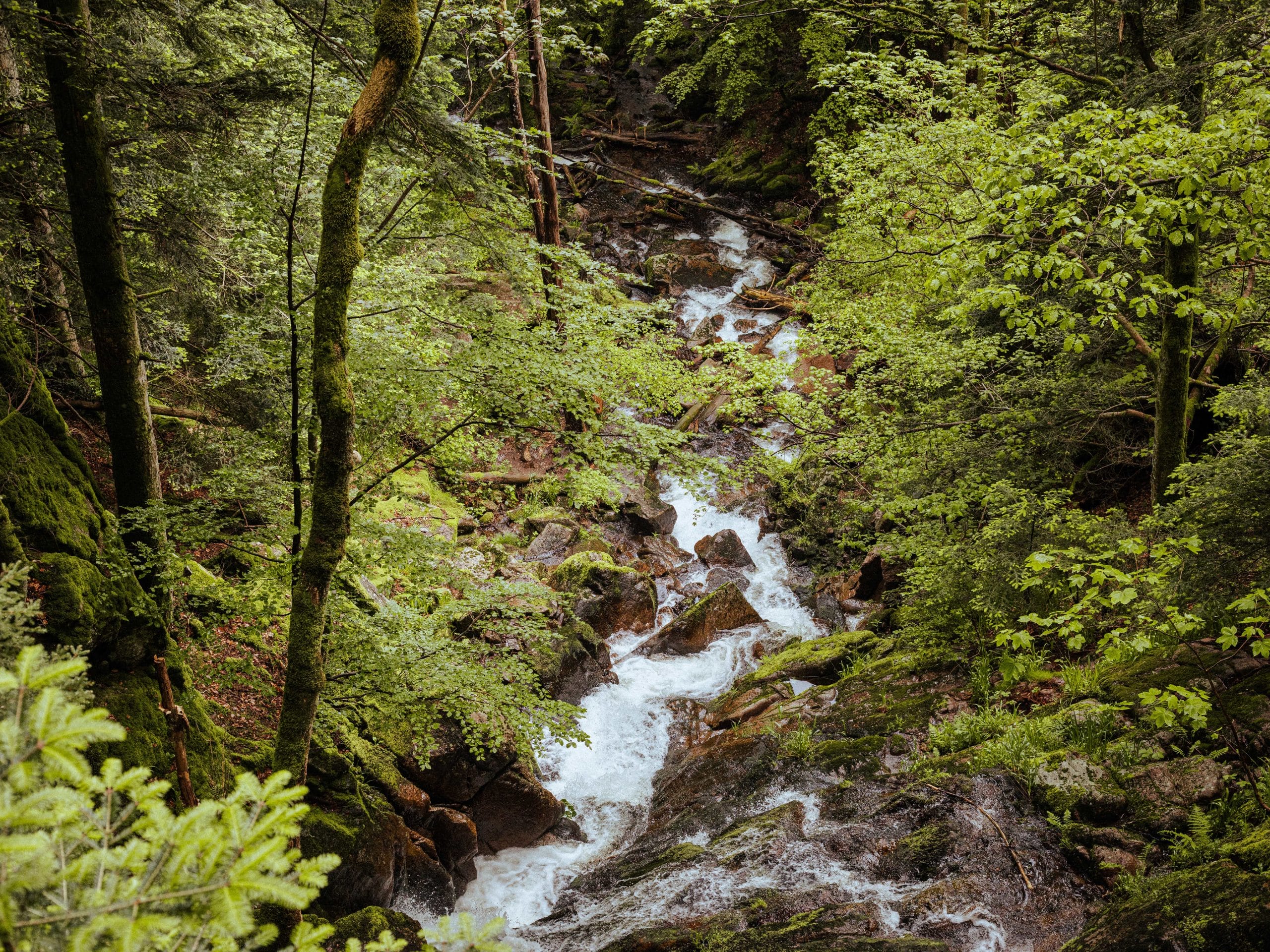 Nature des vosges