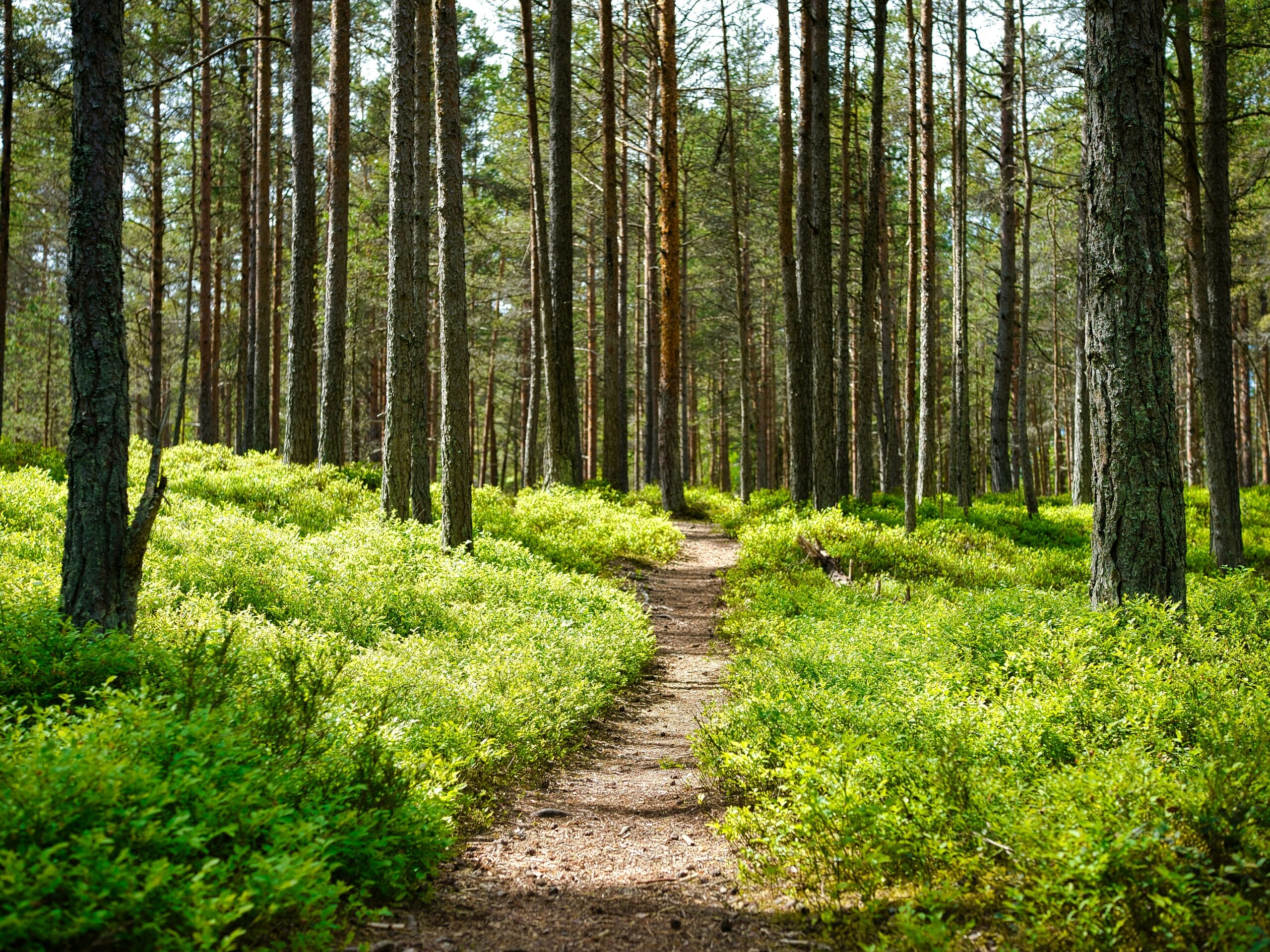 Forêt d'Estonie
