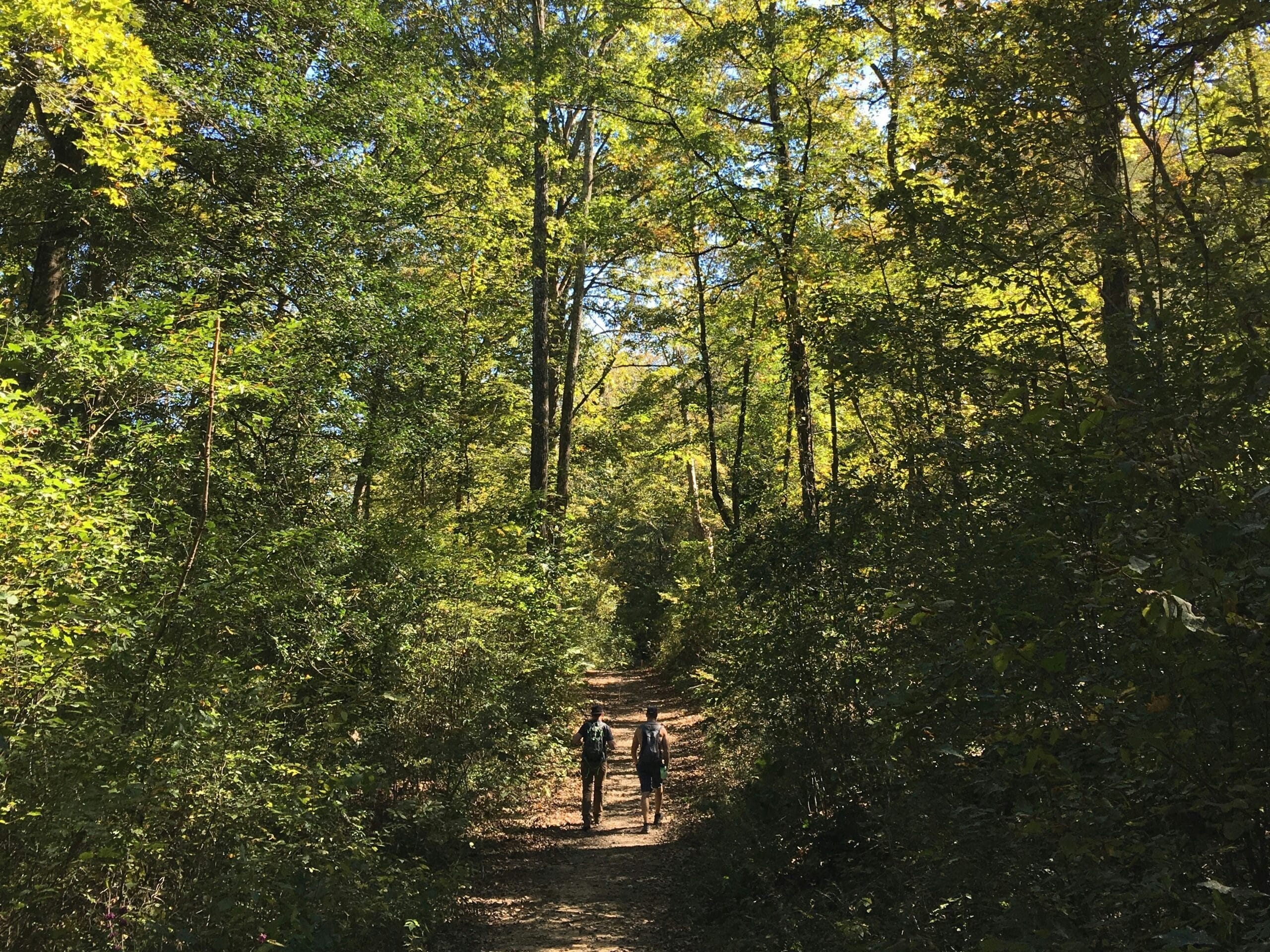 Balade en forêt