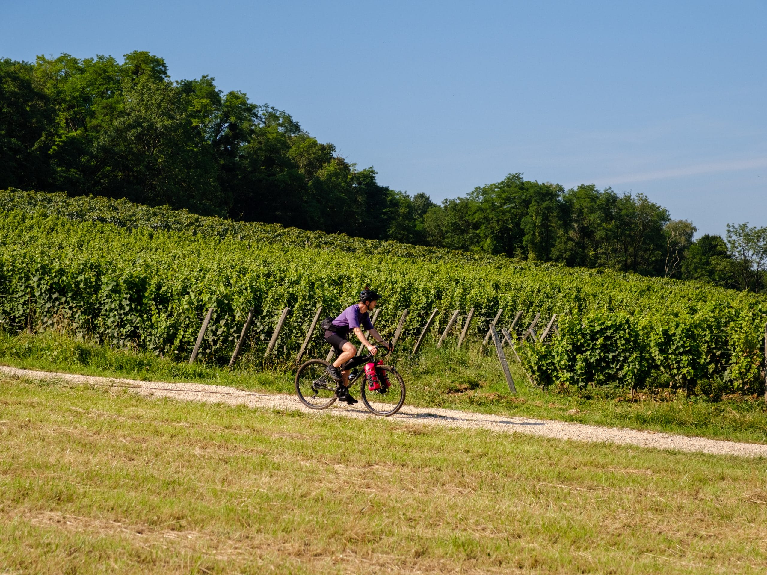 Dans les vignes du Jura