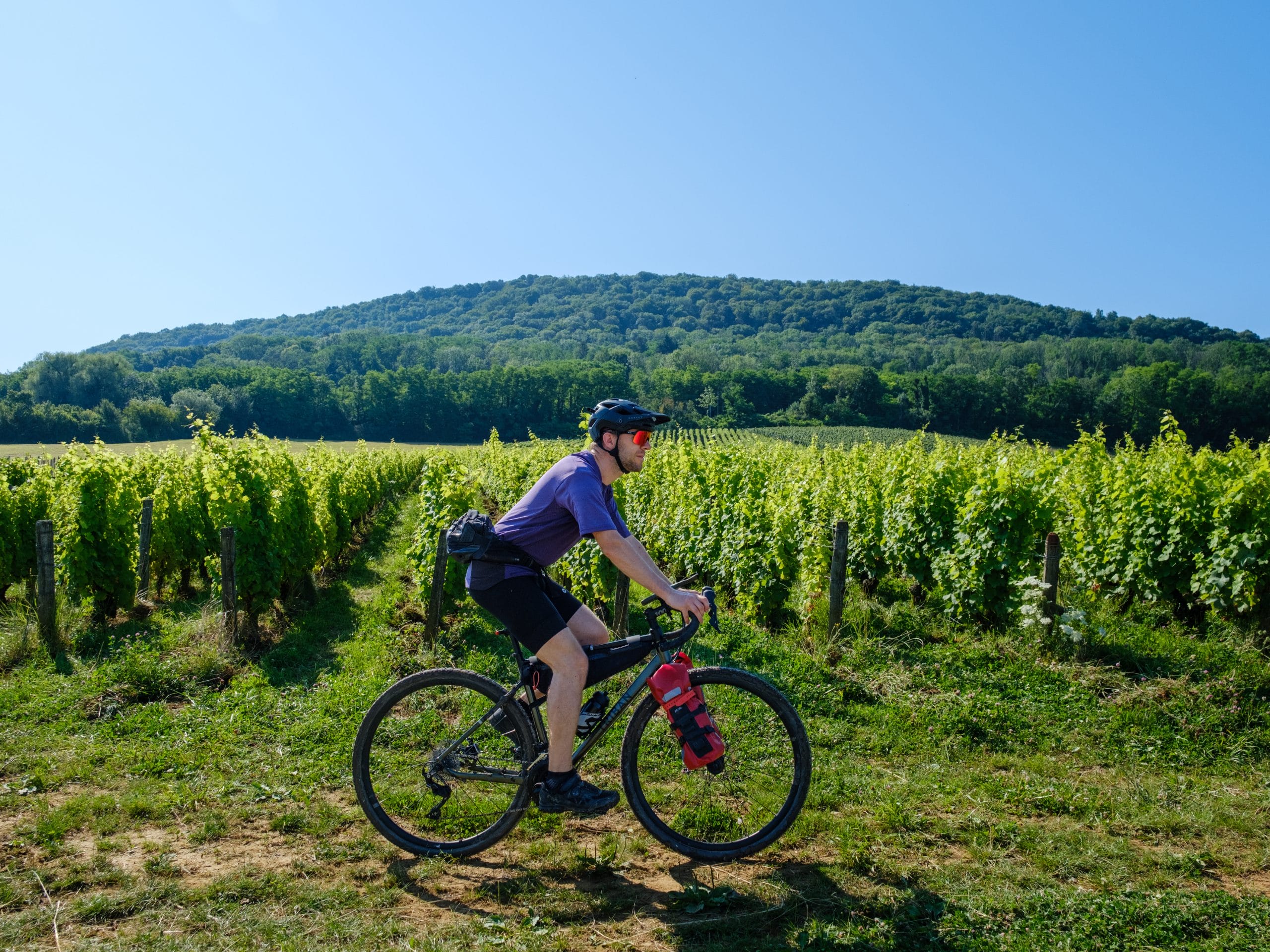 Dans les vignes du Jura