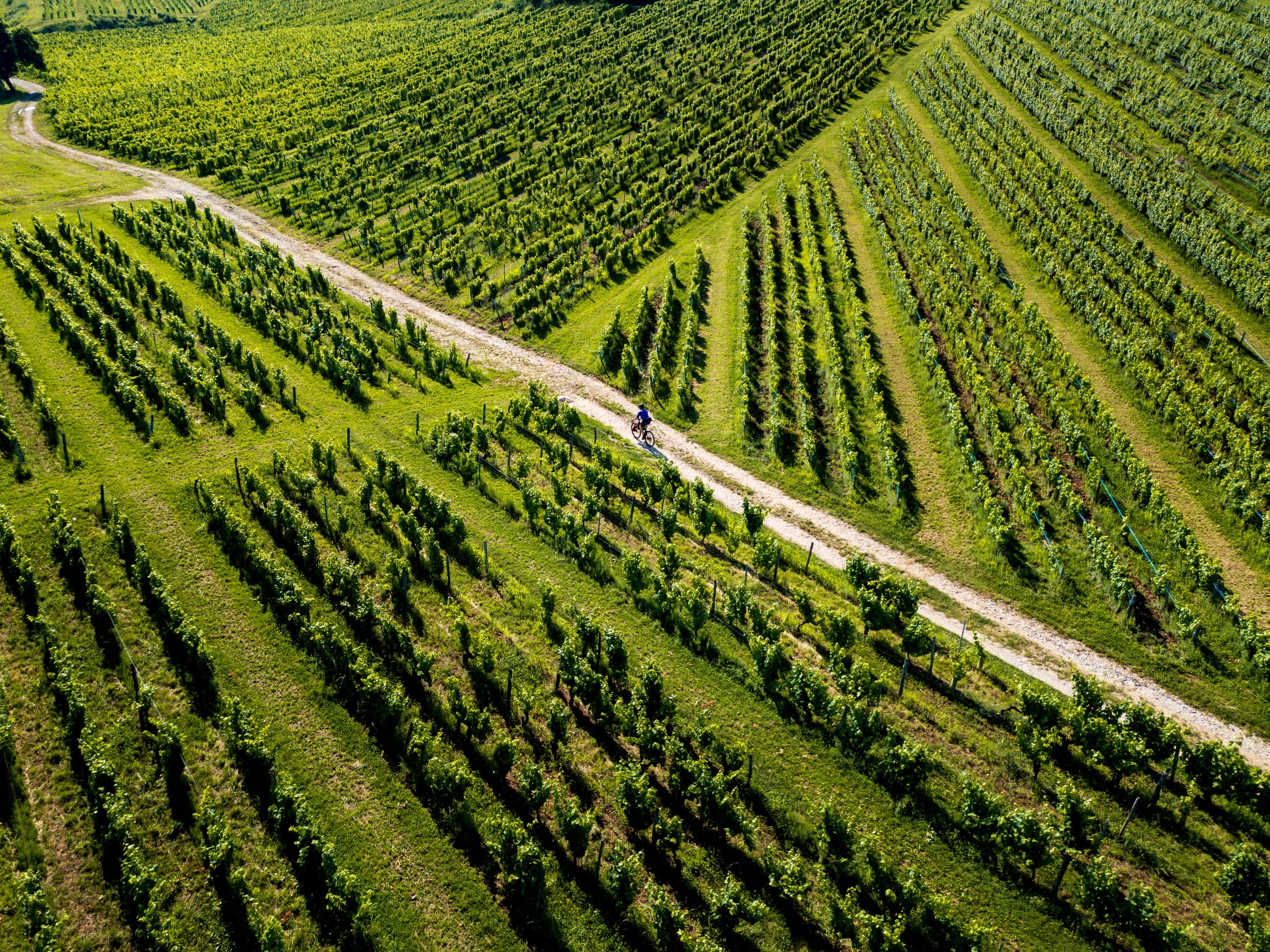 Dans les vignes du Jura