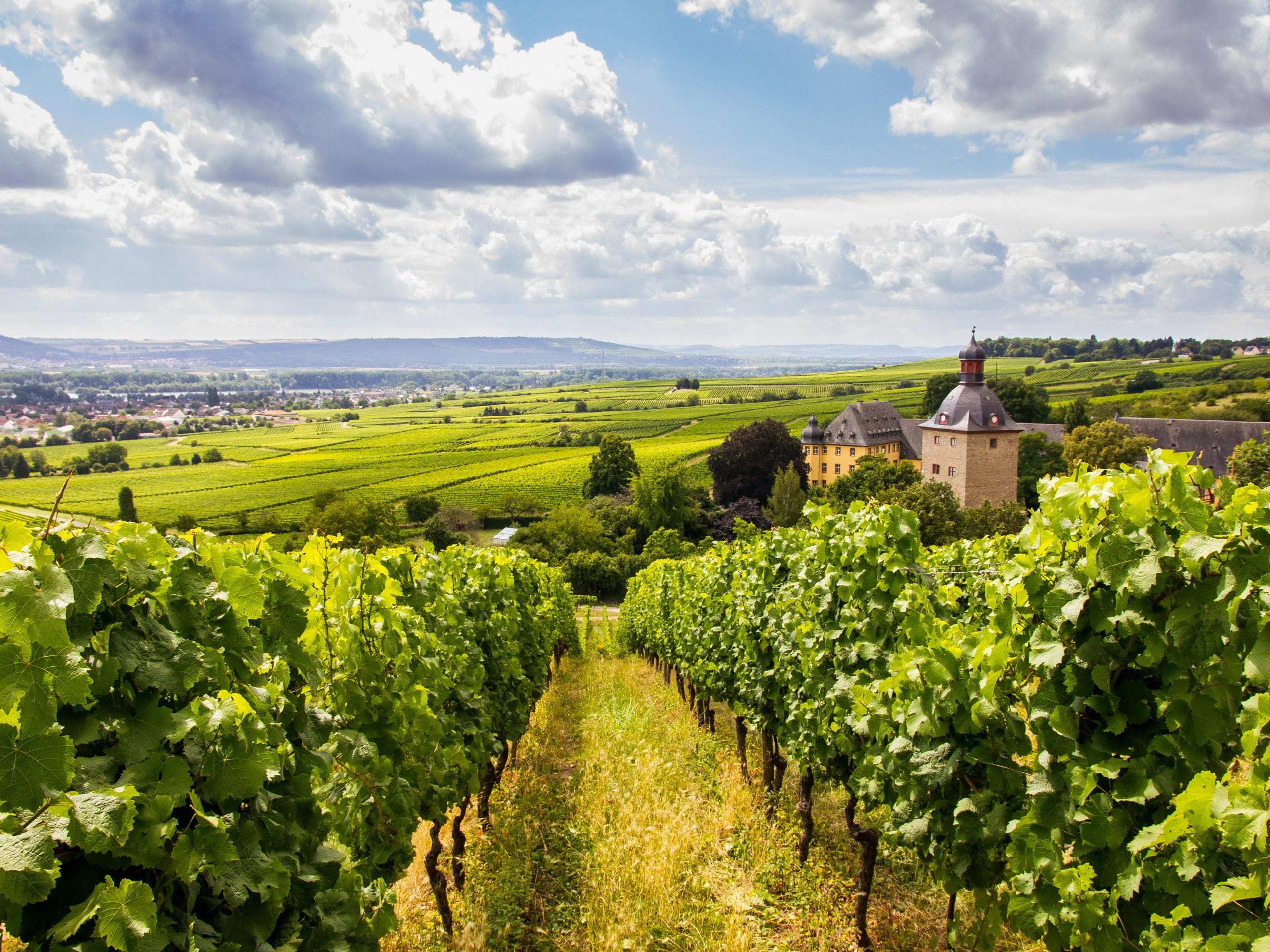 Vignobles allemands Rhin Moyen