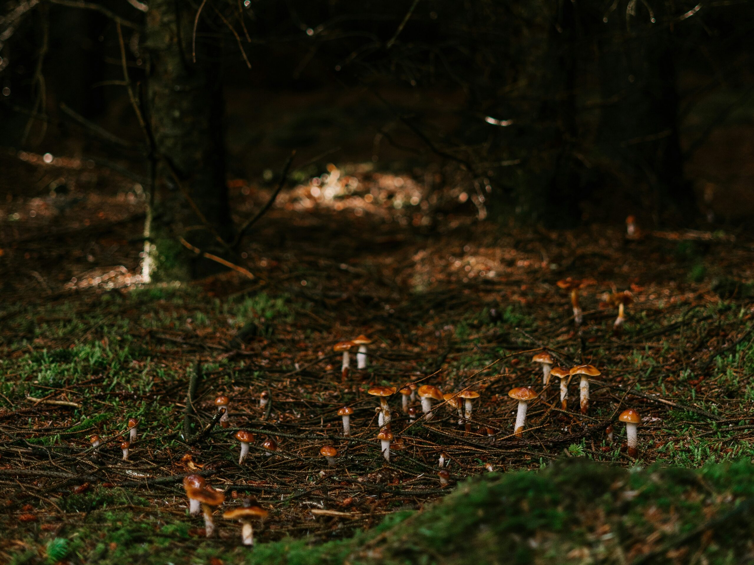 Champignon