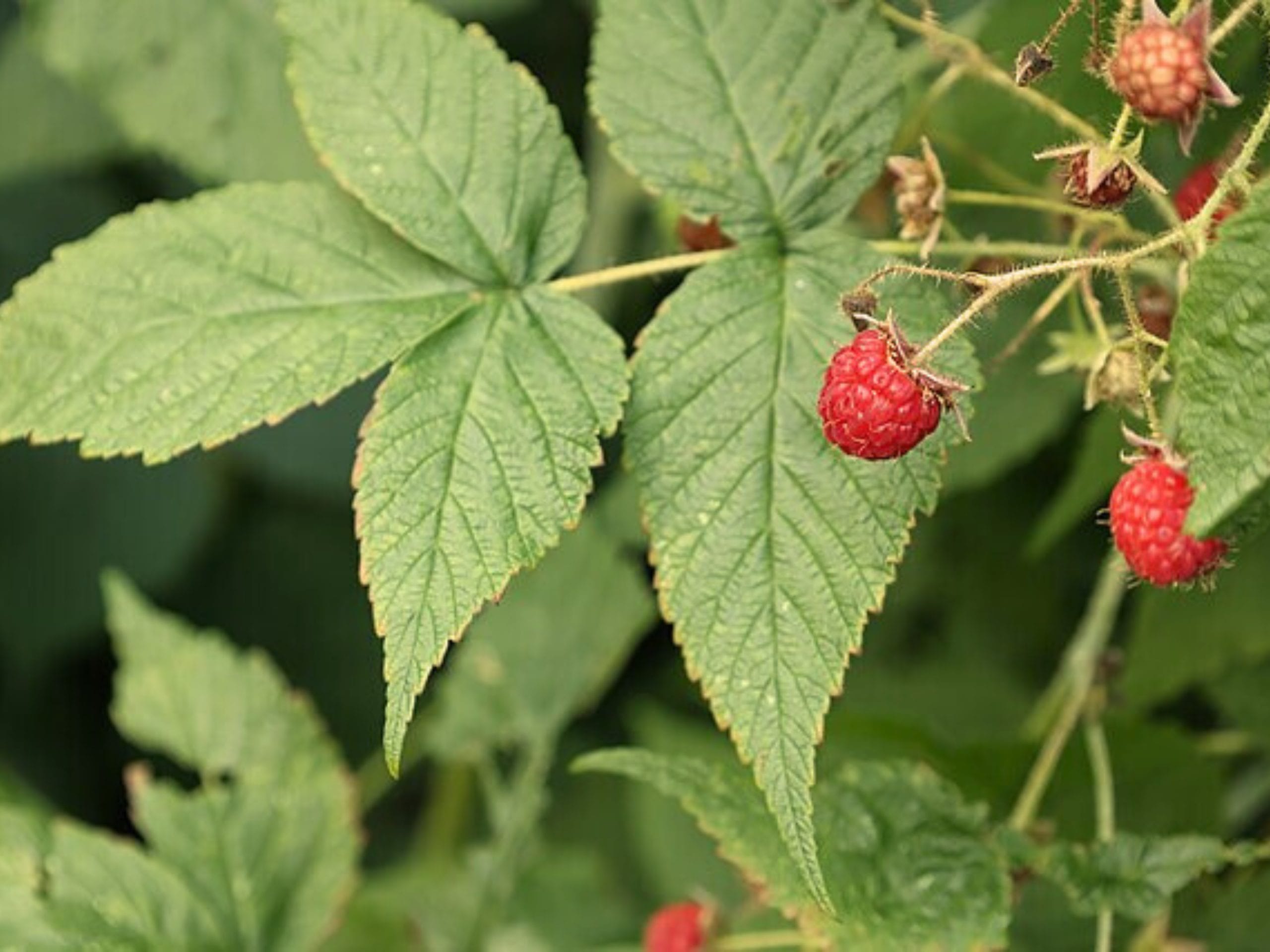 plantes,plantes comestibles,plantes comestibles sauvages,plantes comestibles cueillette et recettes des 4 saisons,plantes comestibles et médicinales,plantes comestibles foret,plantes comestibles liste,plantes sauvages comestibles,plantes sauvages,plantes sauvages identification,Myrtilles,myrtilles bienfaits,myrtilles sauvages,Thym Serpolet,Feuilles framboisiers,feuilles de framboisiers bienfaits,feuilles framboisiers mangées,Framboisiers,Achillée Millefeuilles,achillée millefeuilles effets secondaires,Oxalis,oxalis comestible