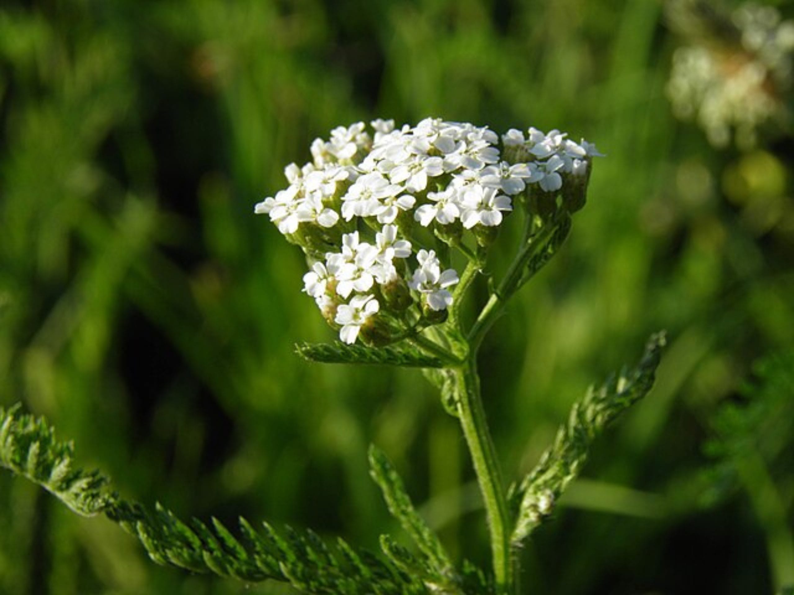 plantes,plantes comestibles,plantes comestibles sauvages,plantes comestibles cueillette et recettes des 4 saisons,plantes comestibles et médicinales,plantes comestibles foret,plantes comestibles liste,plantes sauvages comestibles,plantes sauvages,plantes sauvages identification,Myrtilles,myrtilles bienfaits,myrtilles sauvages,Thym Serpolet,Feuilles framboisiers,feuilles de framboisiers bienfaits,feuilles framboisiers mangées,Framboisiers,Achillée Millefeuilles,achillée millefeuilles effets secondaires,Oxalis,oxalis comestible