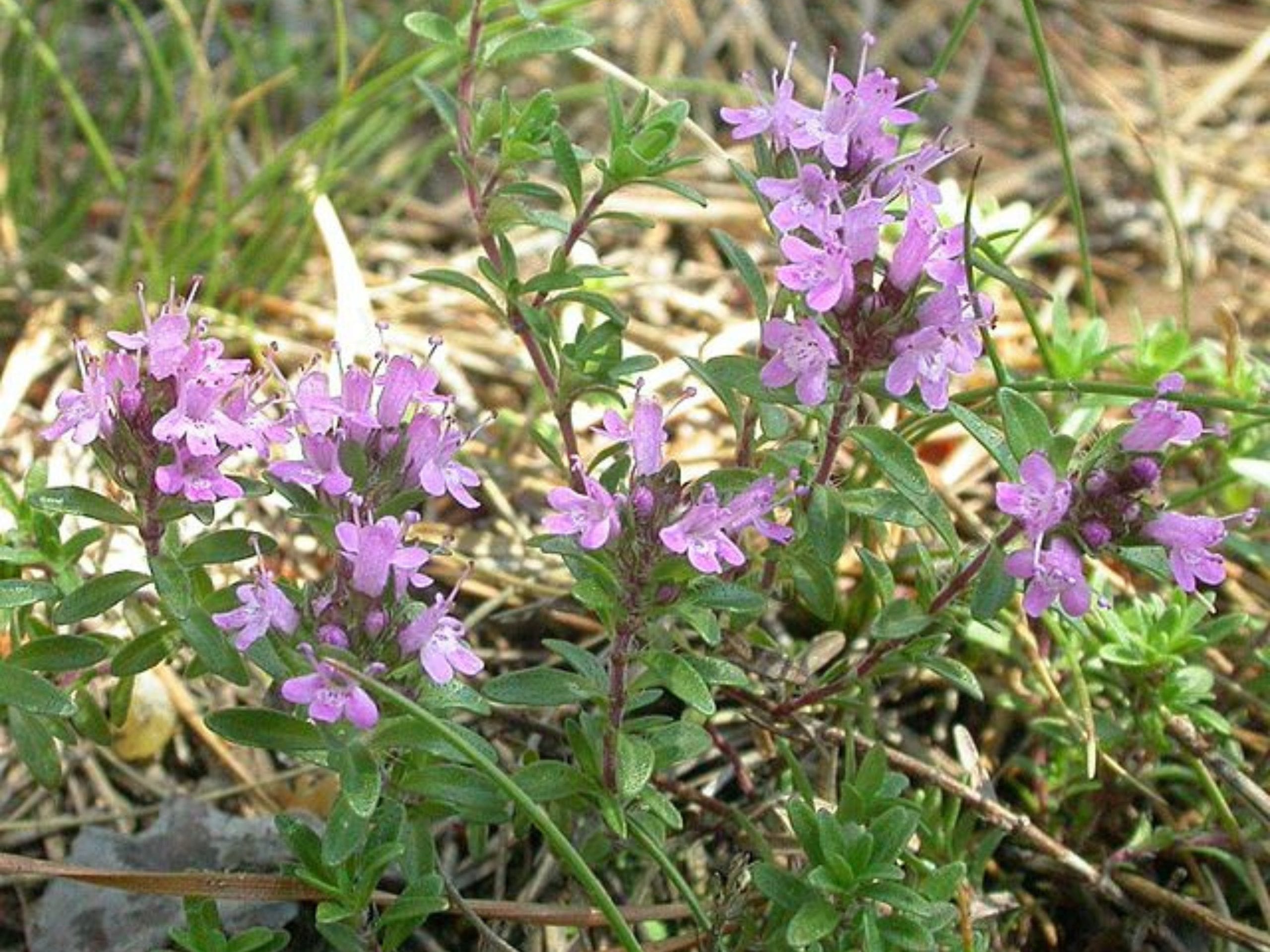 plantes,plantes comestibles,plantes comestibles sauvages,plantes comestibles cueillette et recettes des 4 saisons,plantes comestibles et médicinales,plantes comestibles foret,plantes comestibles liste,plantes sauvages comestibles,plantes sauvages,plantes sauvages identification,Myrtilles,myrtilles bienfaits,myrtilles sauvages,Thym Serpolet,Feuilles framboisiers,feuilles de framboisiers bienfaits,feuilles framboisiers mangées,Framboisiers,Achillée Millefeuilles,achillée millefeuilles effets secondaires,Oxalis,oxalis comestible