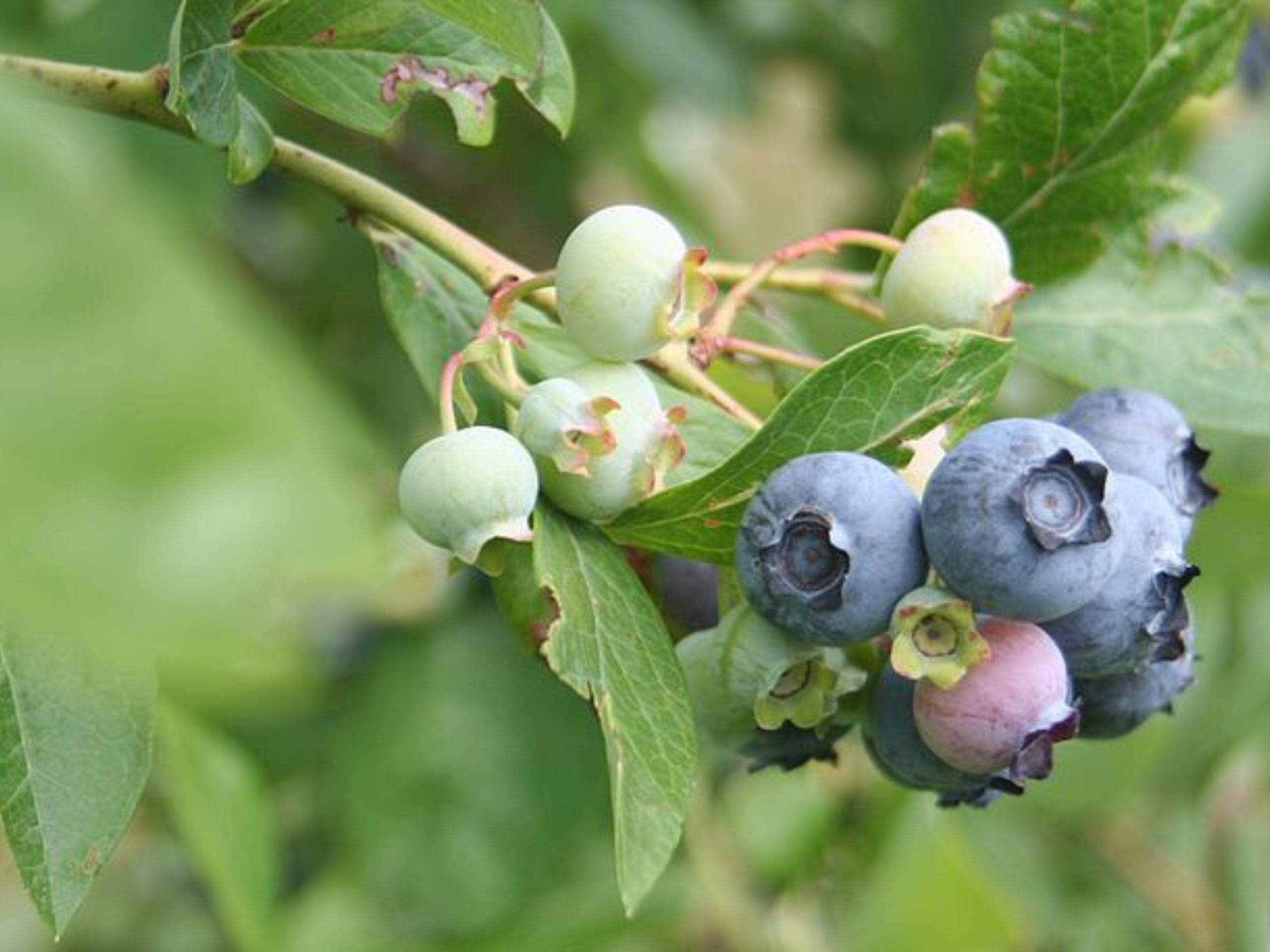 plantes,plantes comestibles,plantes comestibles sauvages,plantes comestibles cueillette et recettes des 4 saisons,plantes comestibles et médicinales,plantes comestibles foret,plantes comestibles liste,plantes sauvages comestibles,plantes sauvages,plantes sauvages identification,Myrtilles,myrtilles bienfaits,myrtilles sauvages,Thym Serpolet,Feuilles framboisiers,feuilles de framboisiers bienfaits,feuilles framboisiers mangées,Framboisiers,Achillée Millefeuilles,achillée millefeuilles effets secondaires,Oxalis,oxalis comestible