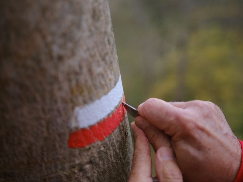 Balisage sur un arbre sur un sentier de randonnée.