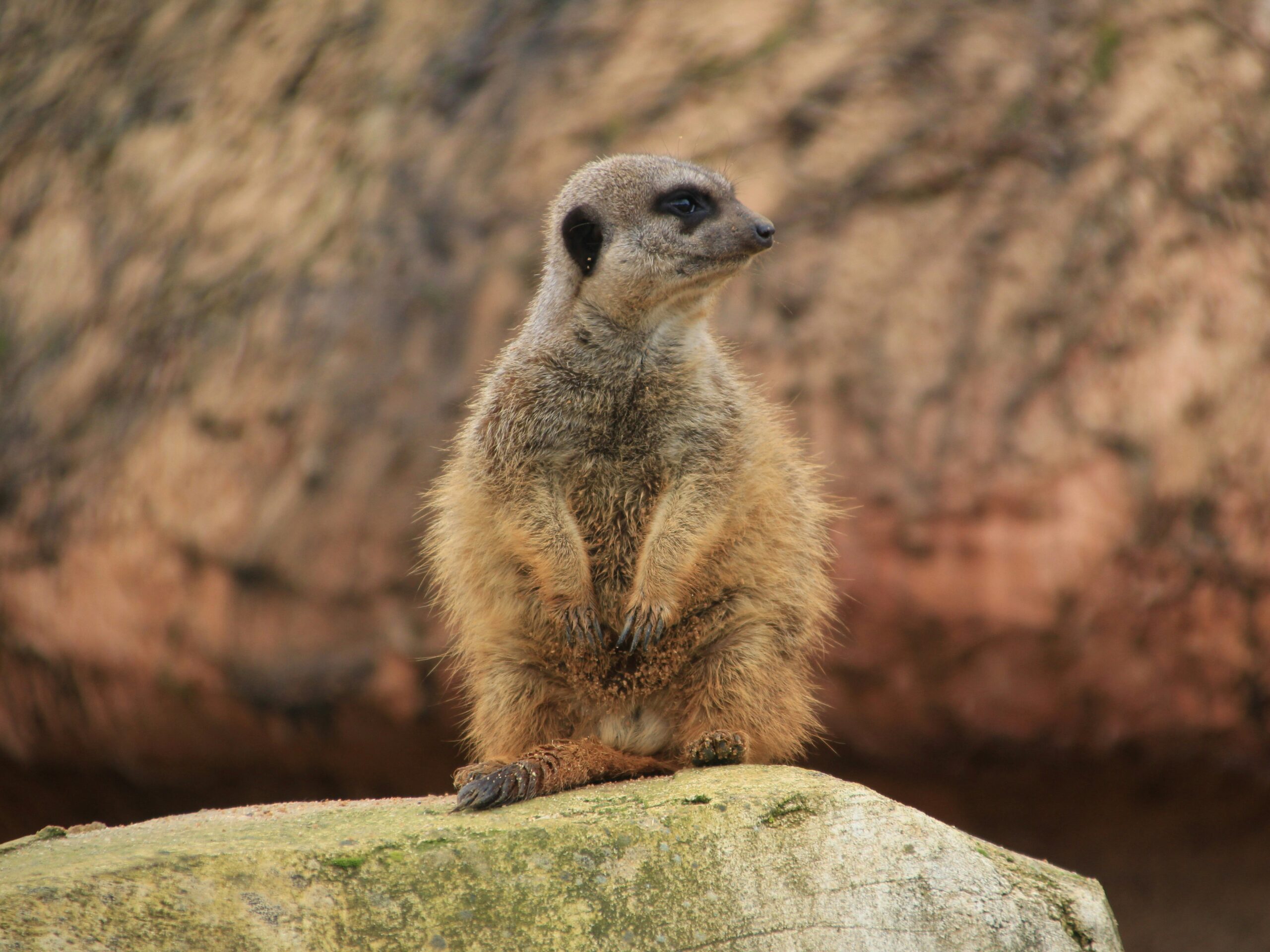 Suricate