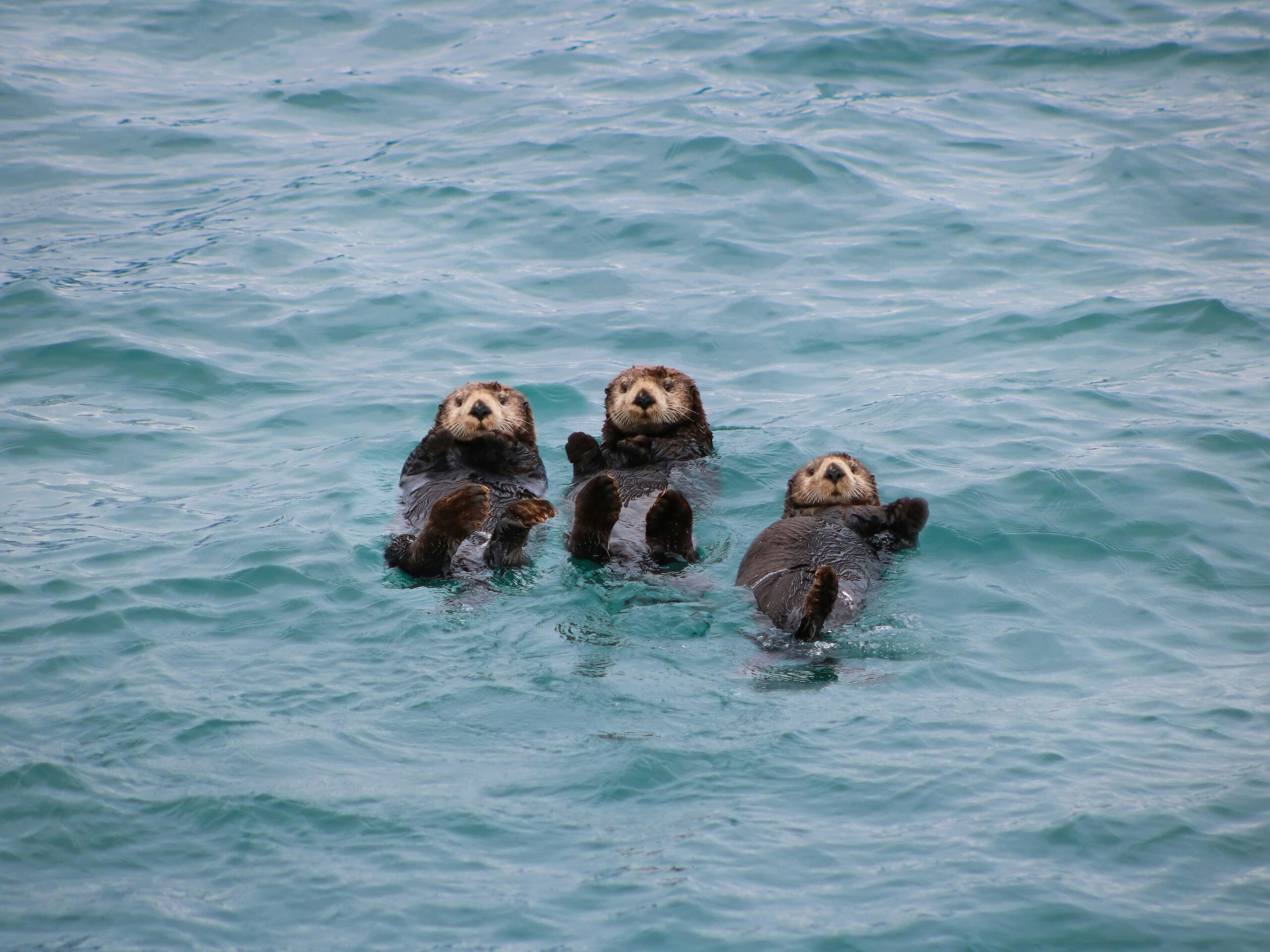 Loutre