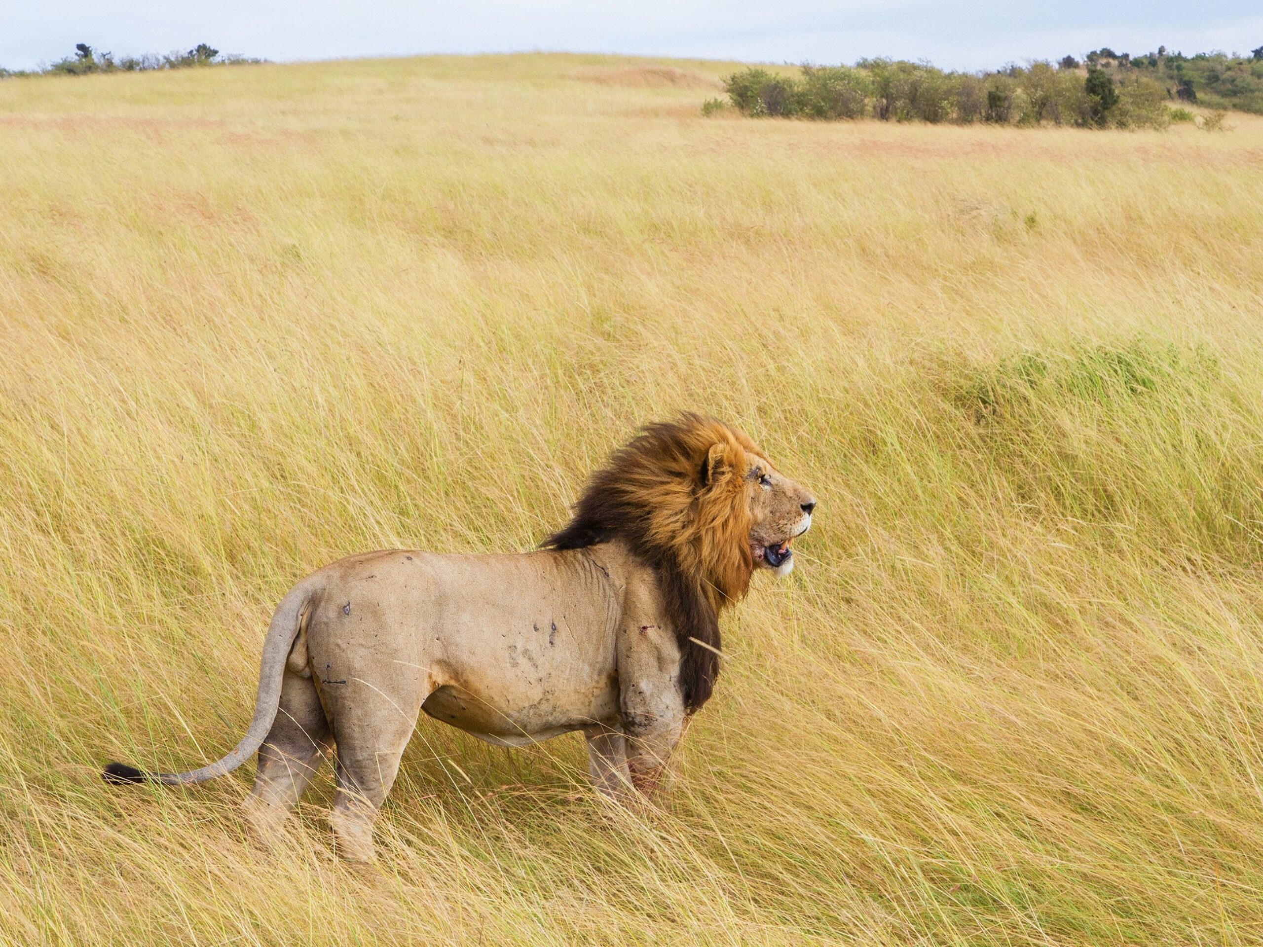 lion