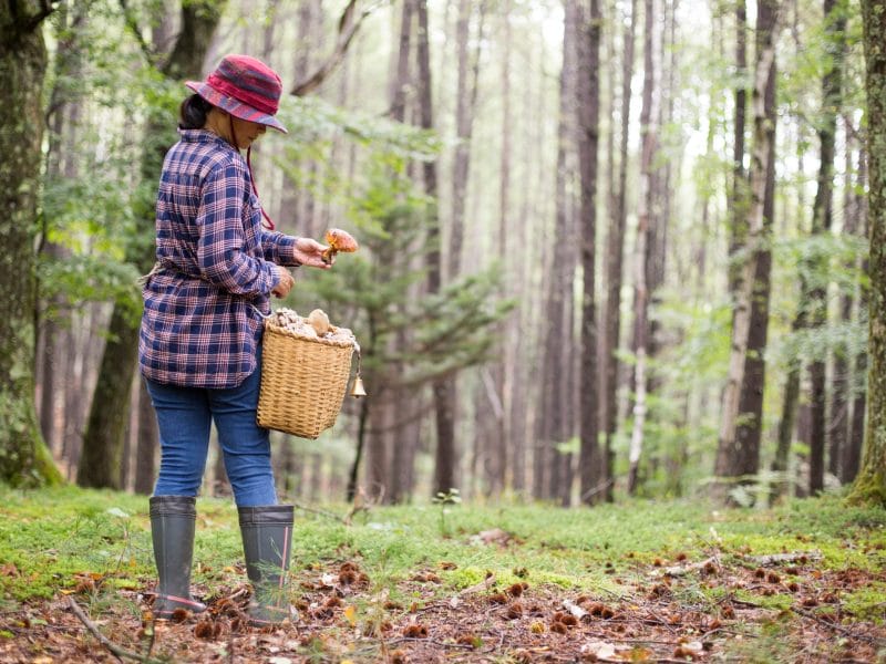 plantes,plantes comestibles,plantes comestibles sauvages,plantes comestibles cueillette et recettes des 4 saisons,plantes comestibles et médicinales,plantes comestibles foret,plantes comestibles liste,plantes sauvages comestibles,plantes sauvages,plantes sauvages identification,Myrtilles,myrtilles bienfaits,myrtilles sauvages,Thym Serpolet,Feuilles framboisiers,feuilles de framboisiers bienfaits,feuilles framboisiers mangées,Framboisiers,Achillée Millefeuilles,achillée millefeuilles effets secondaires,Oxalis,oxalis comestible