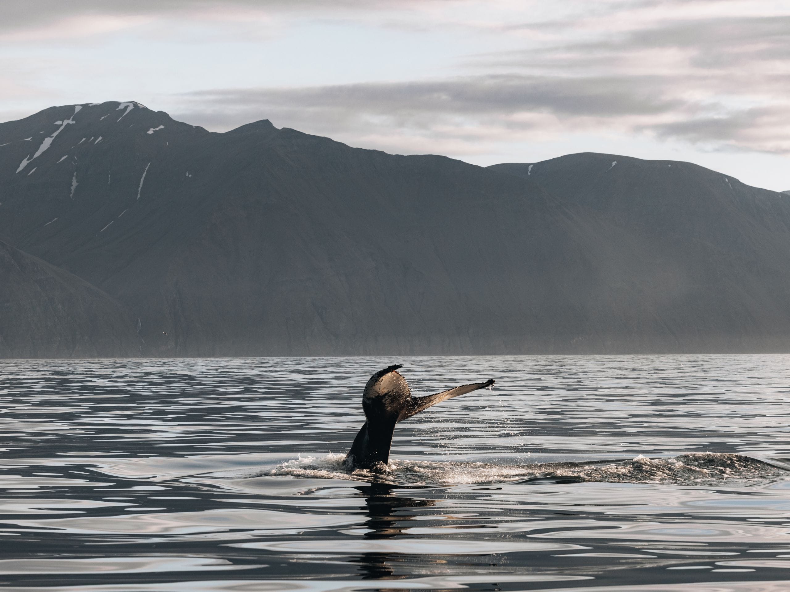 Baleine qui sort de l'eau en Islande.