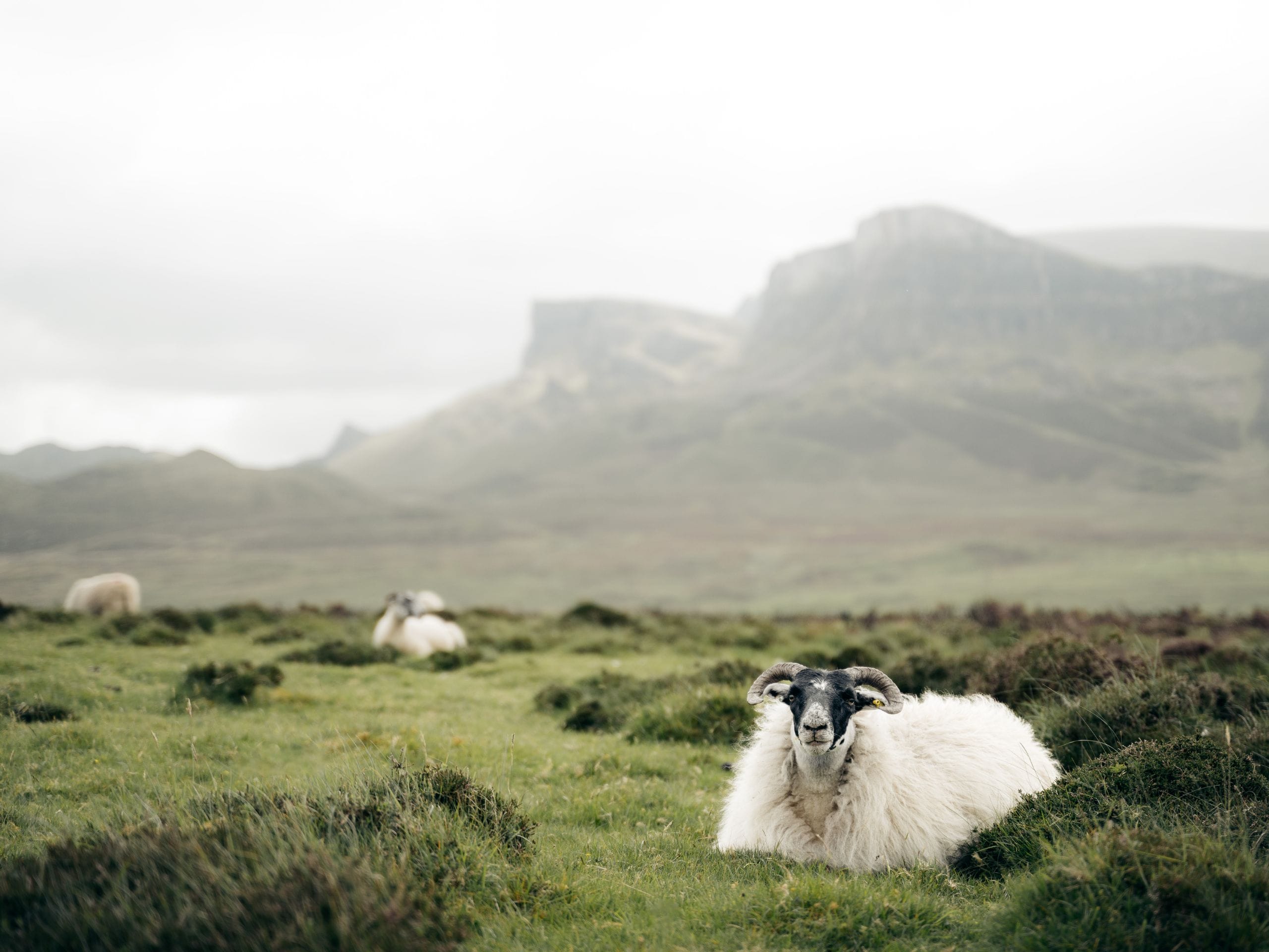 Moutons d'Écosse assis dans l'herbe. 