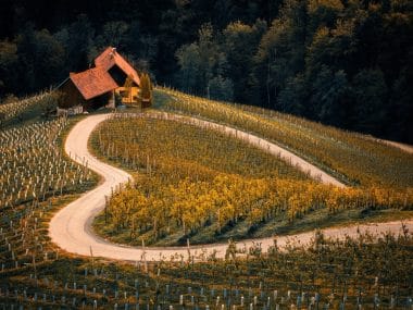 Vignes vu du ciel avec un chemin en forme de coeur.