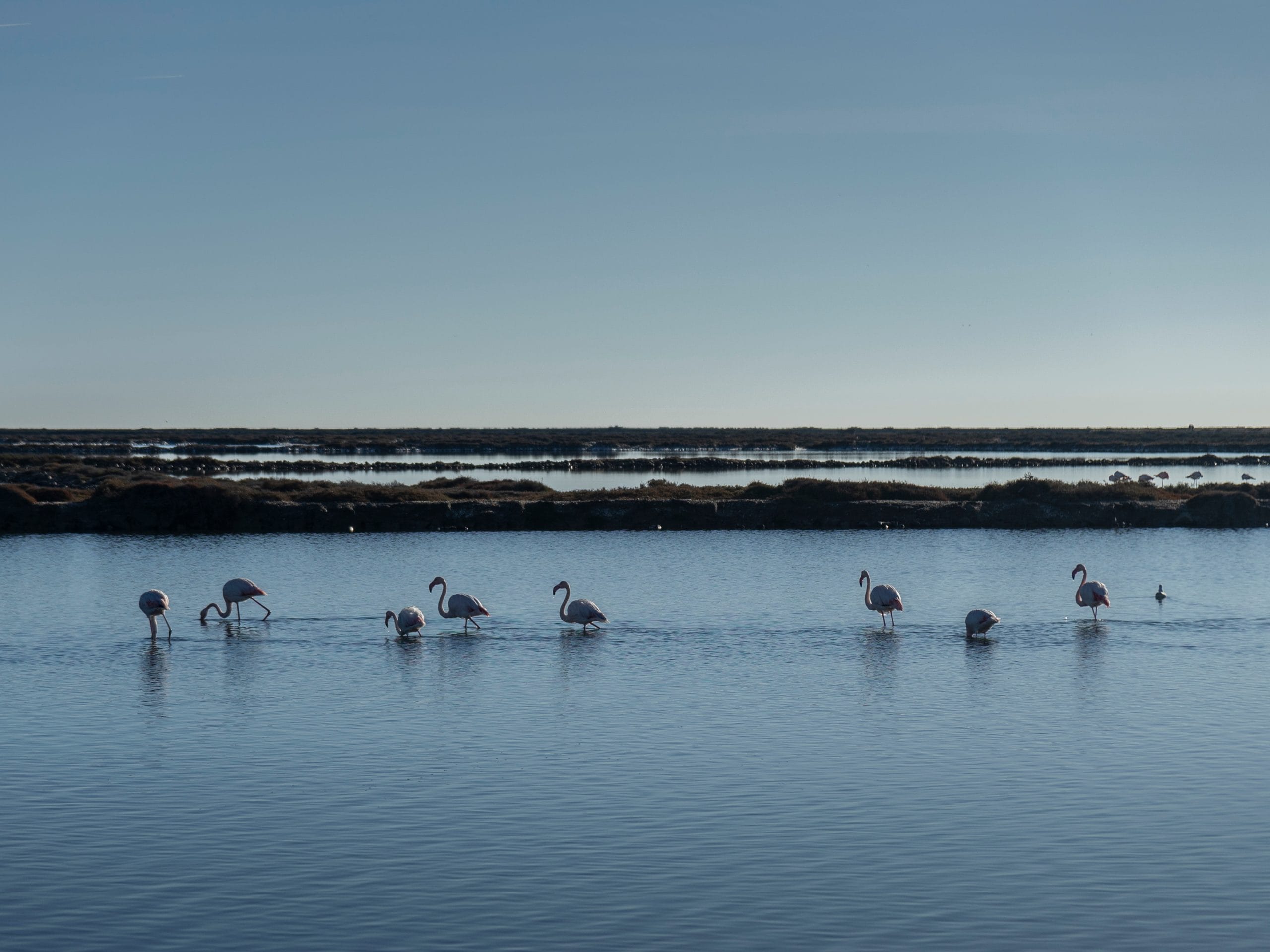 Flamants roses