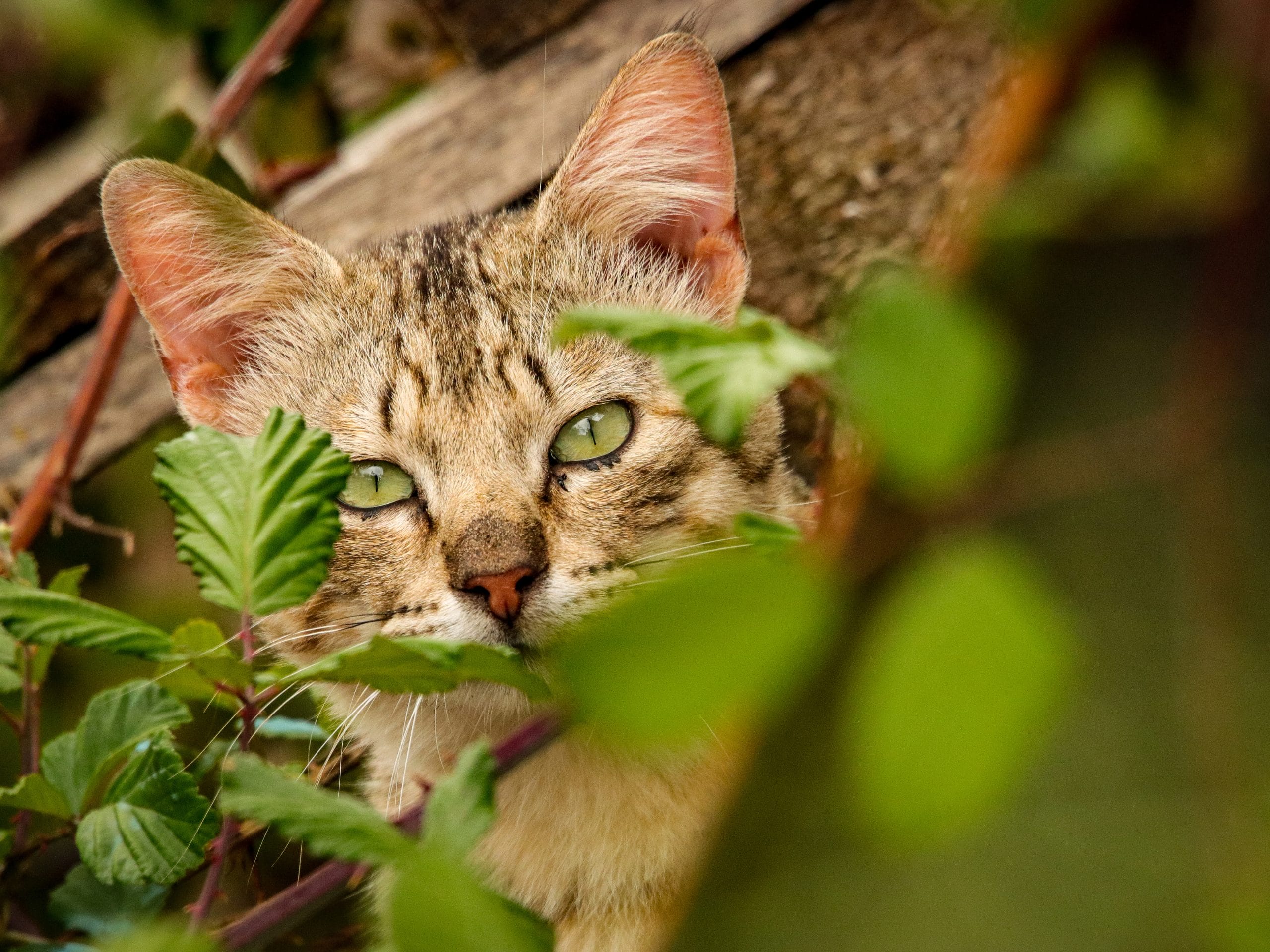 Chat sauvage