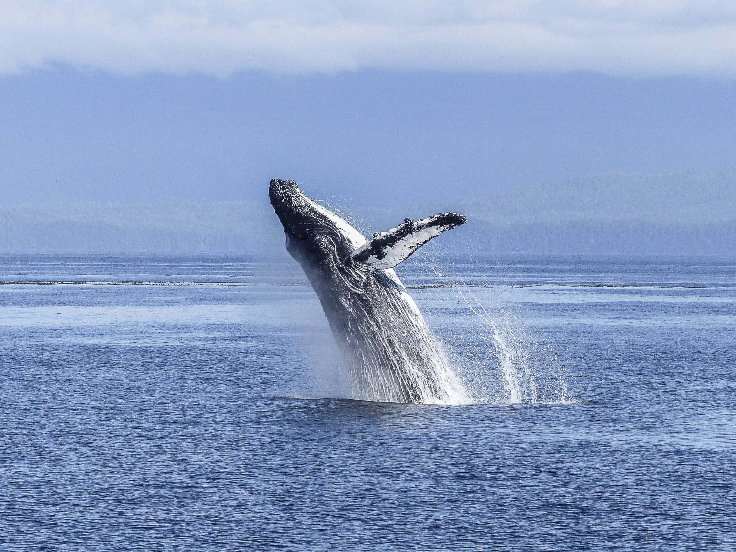 Baleine