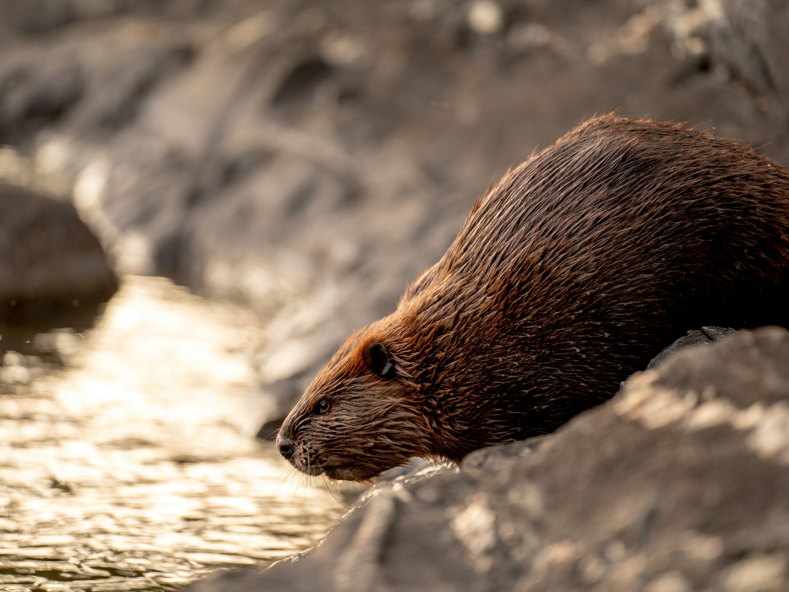 Castor dans une rivière