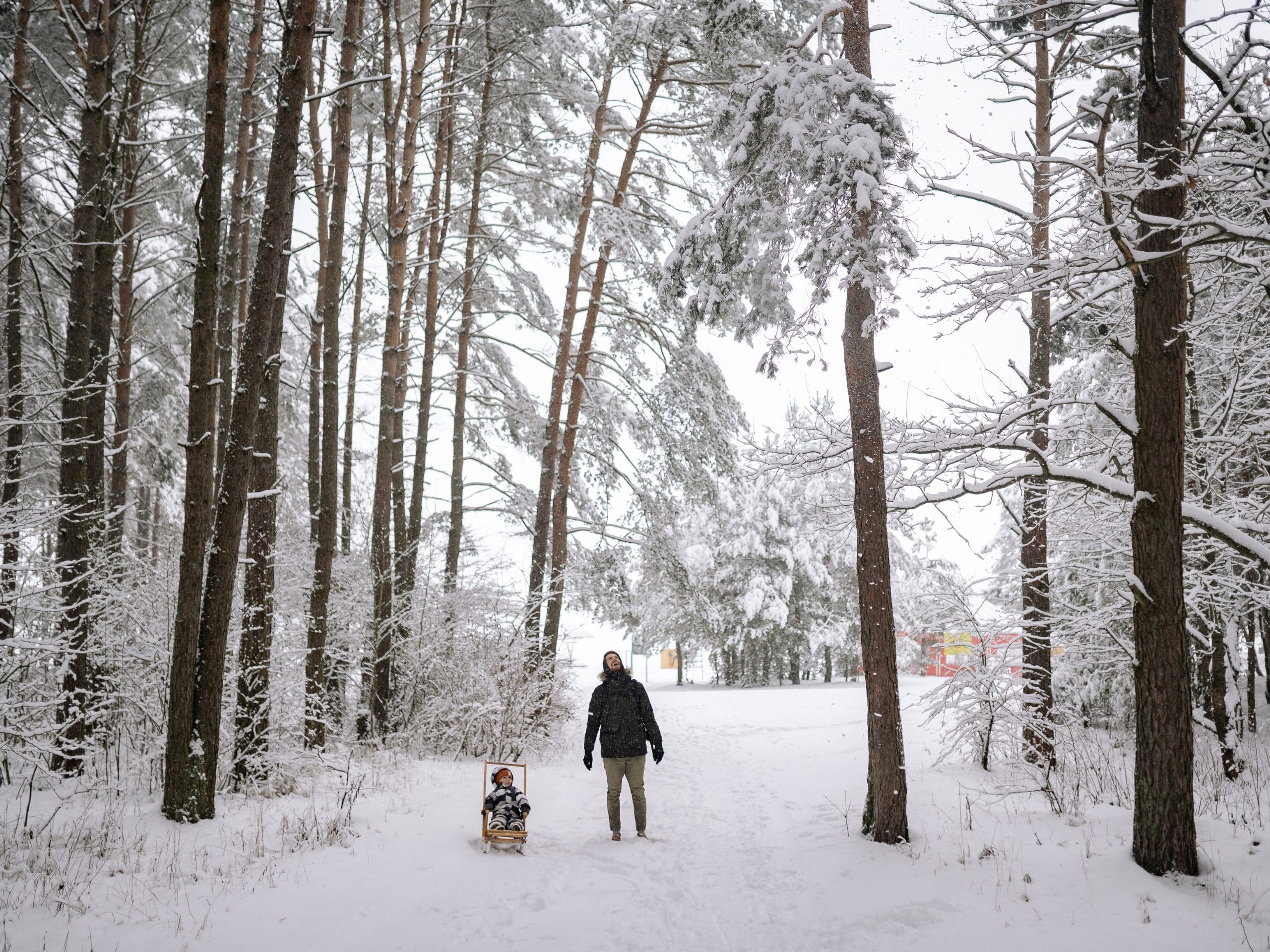 Balade dans les bois enneigés