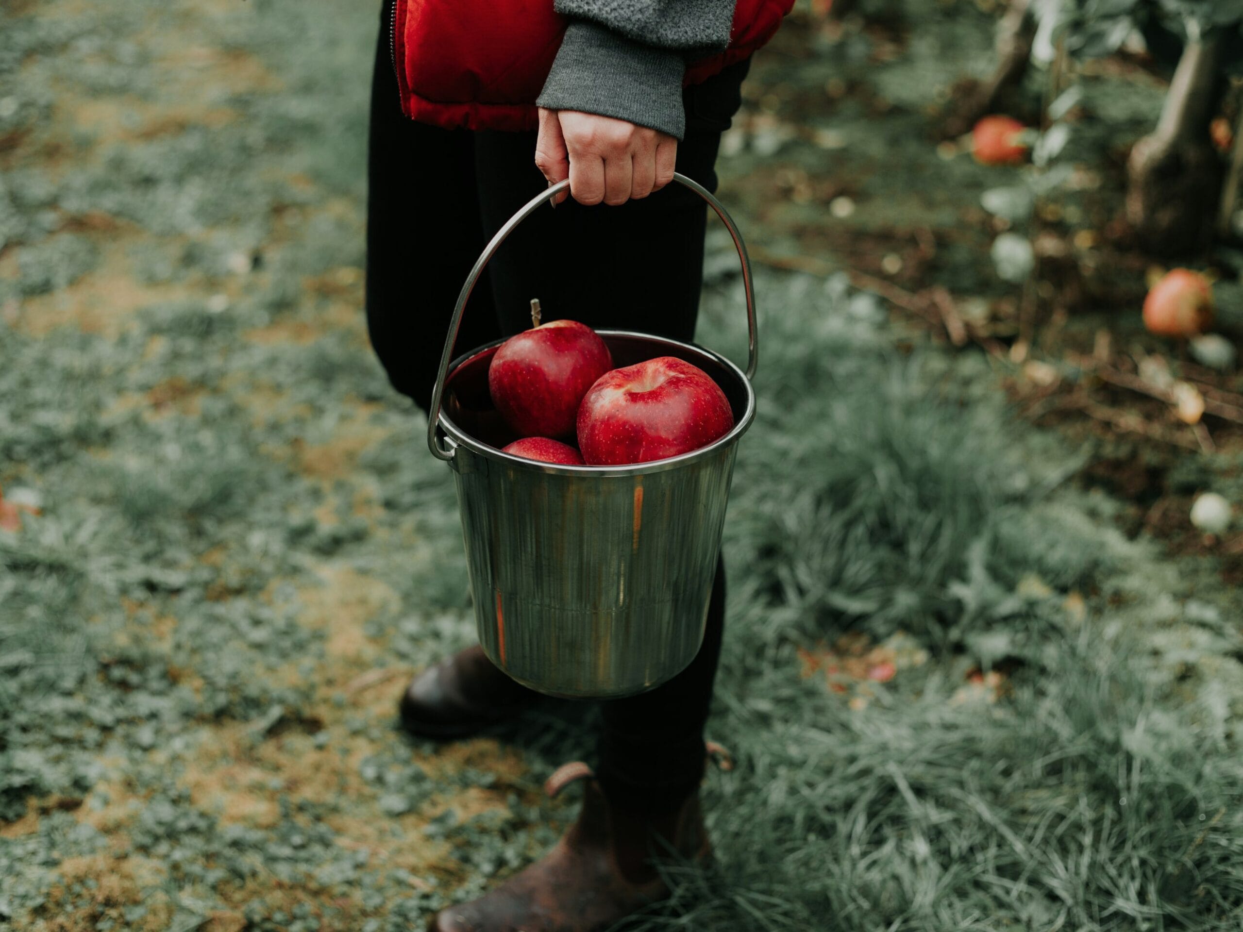 Une personne tenant un seau avec des pommes rouge vif à l'intérieur. 