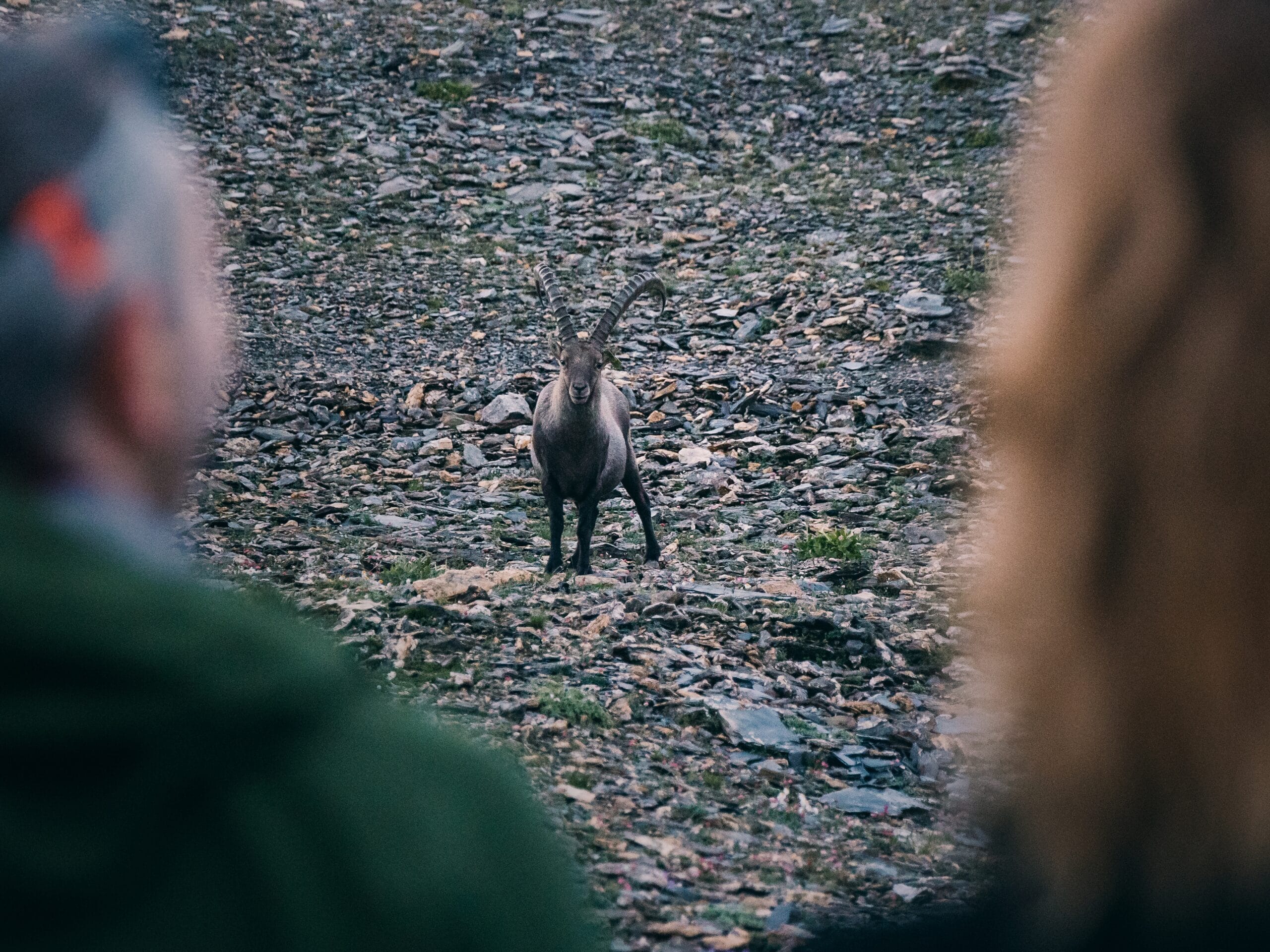 Animaux Beaufortain © Joffrey Maluski