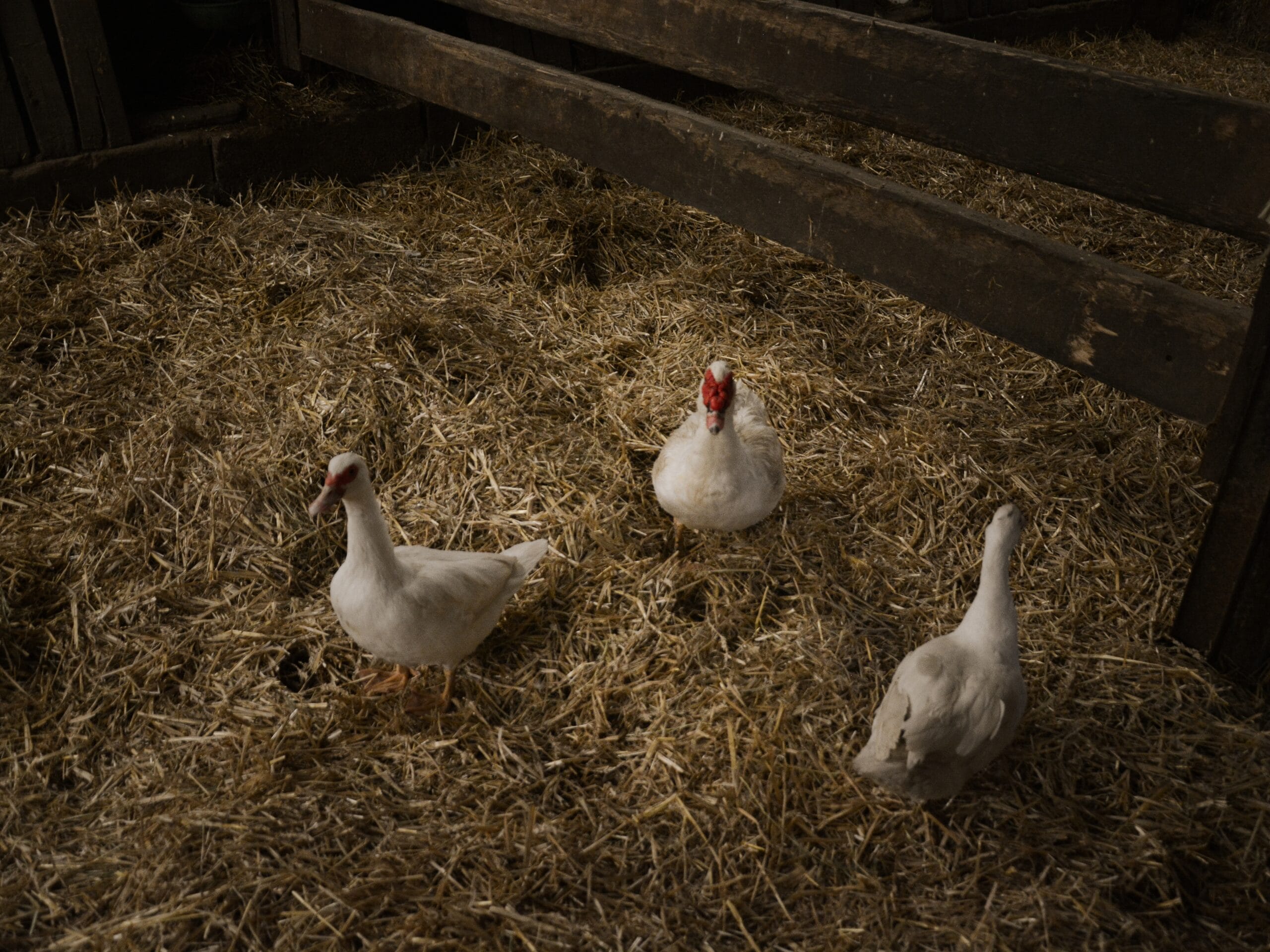 Les canards dans la paille