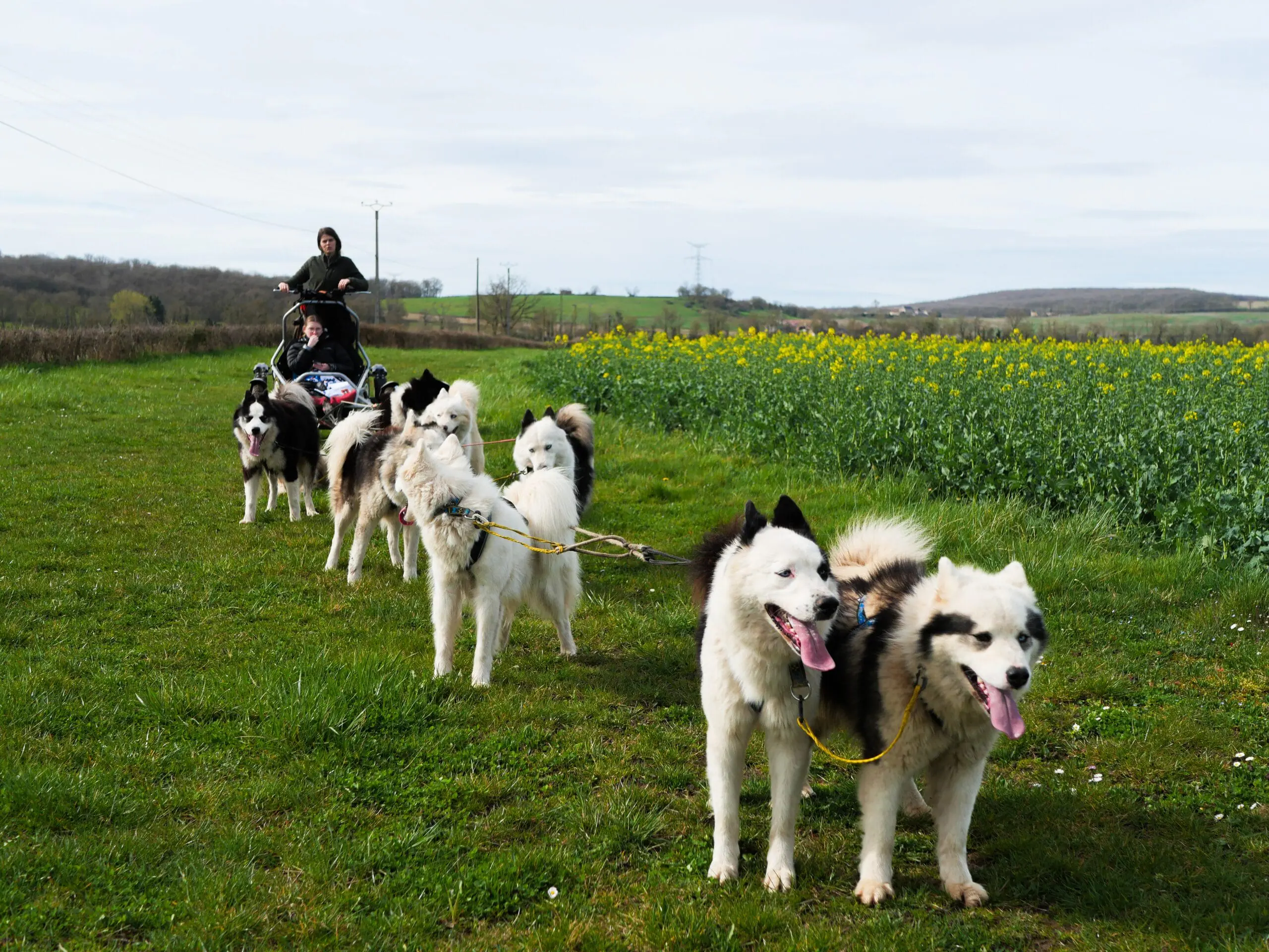 Les chiens avec le traîneau en ligne prêt à partir