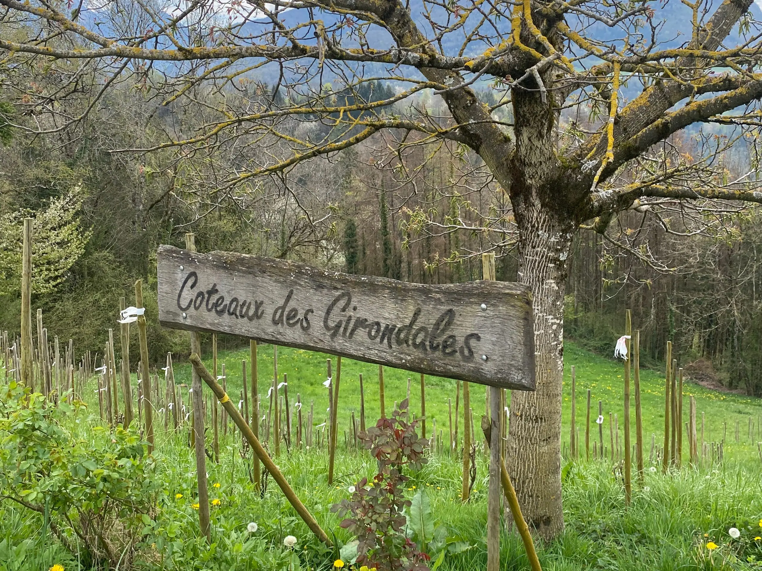 Vignes du coteaux