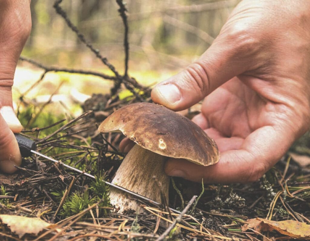 Article cueillir les champignons